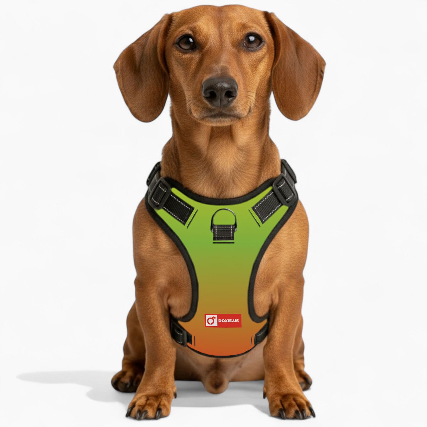 Oskar - No-Pull Dachshund Dog Harness