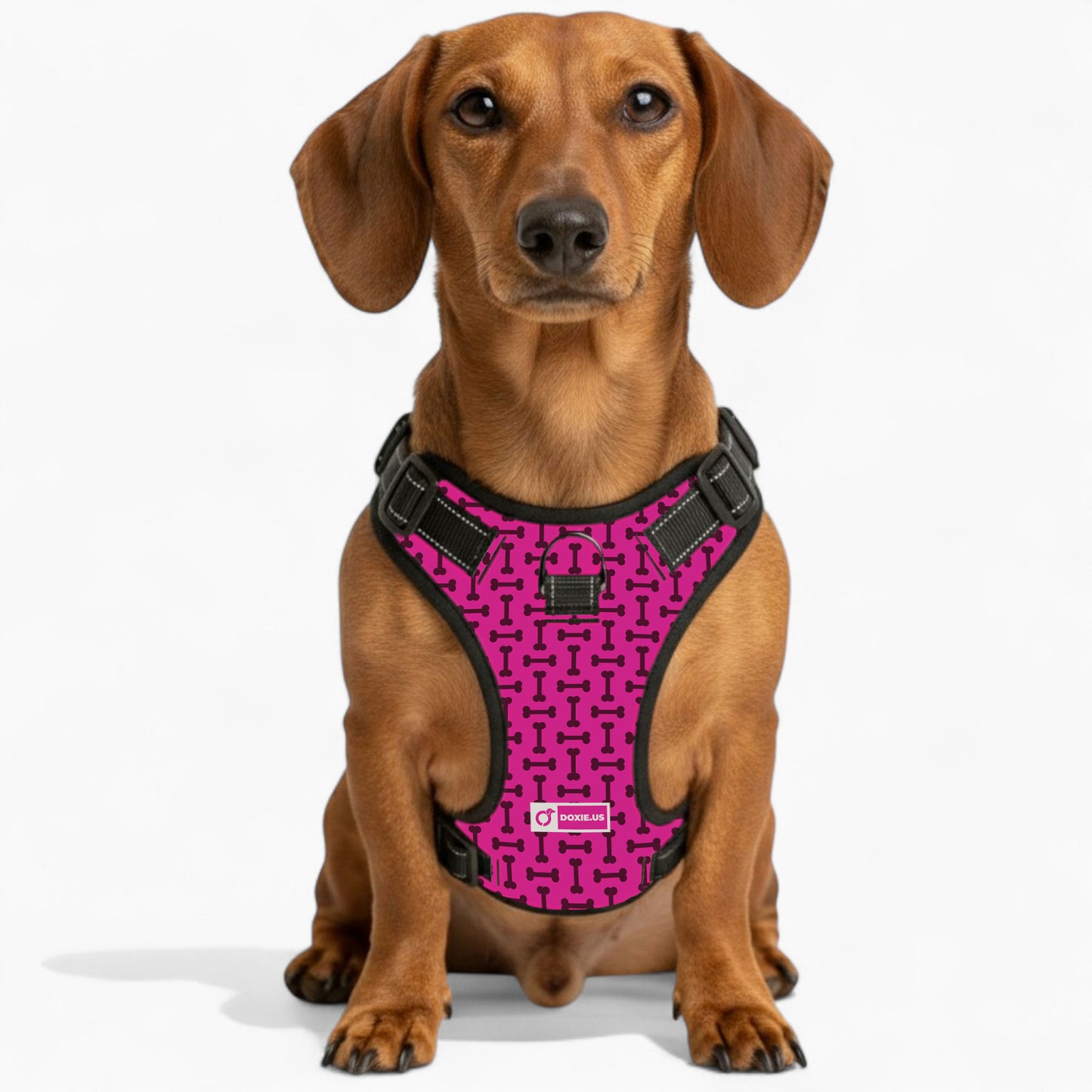 Waffles - No-Pull Dachshund Dog Harness