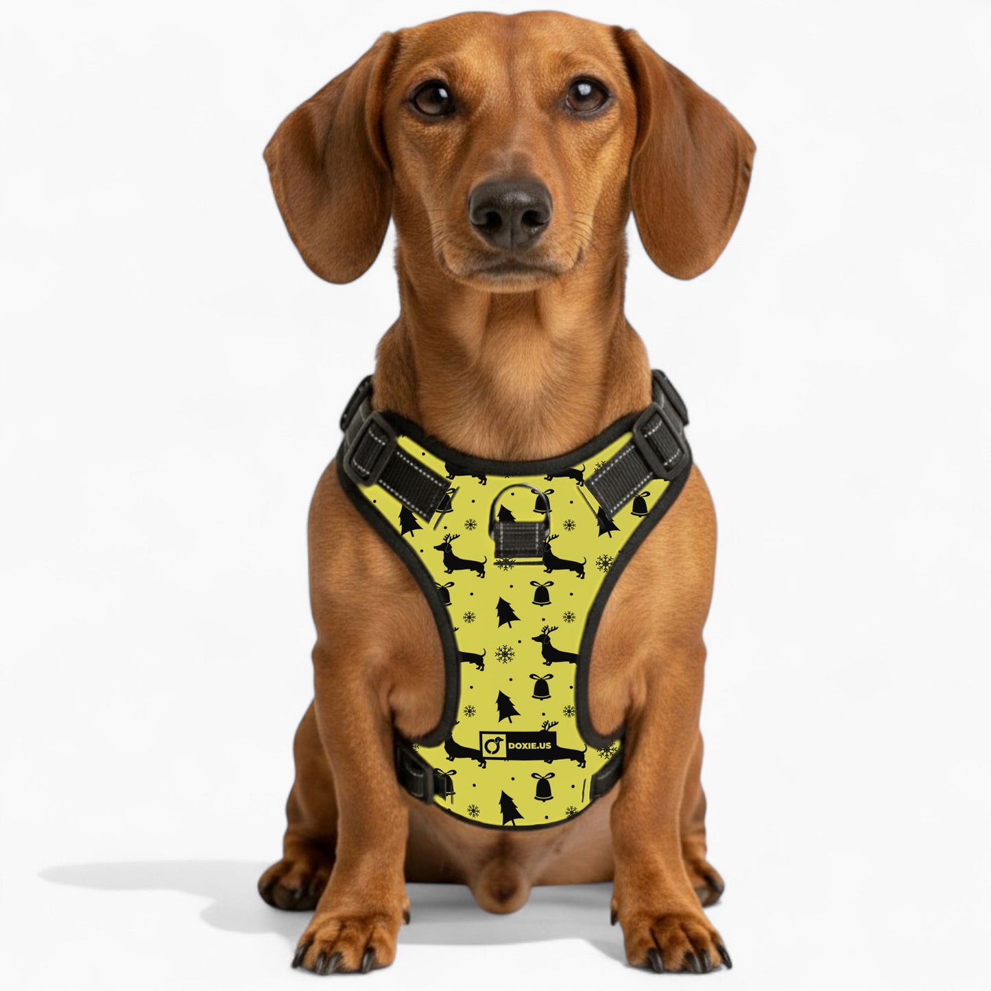 Gilbert - No-Pull Dachshund Dog Harness