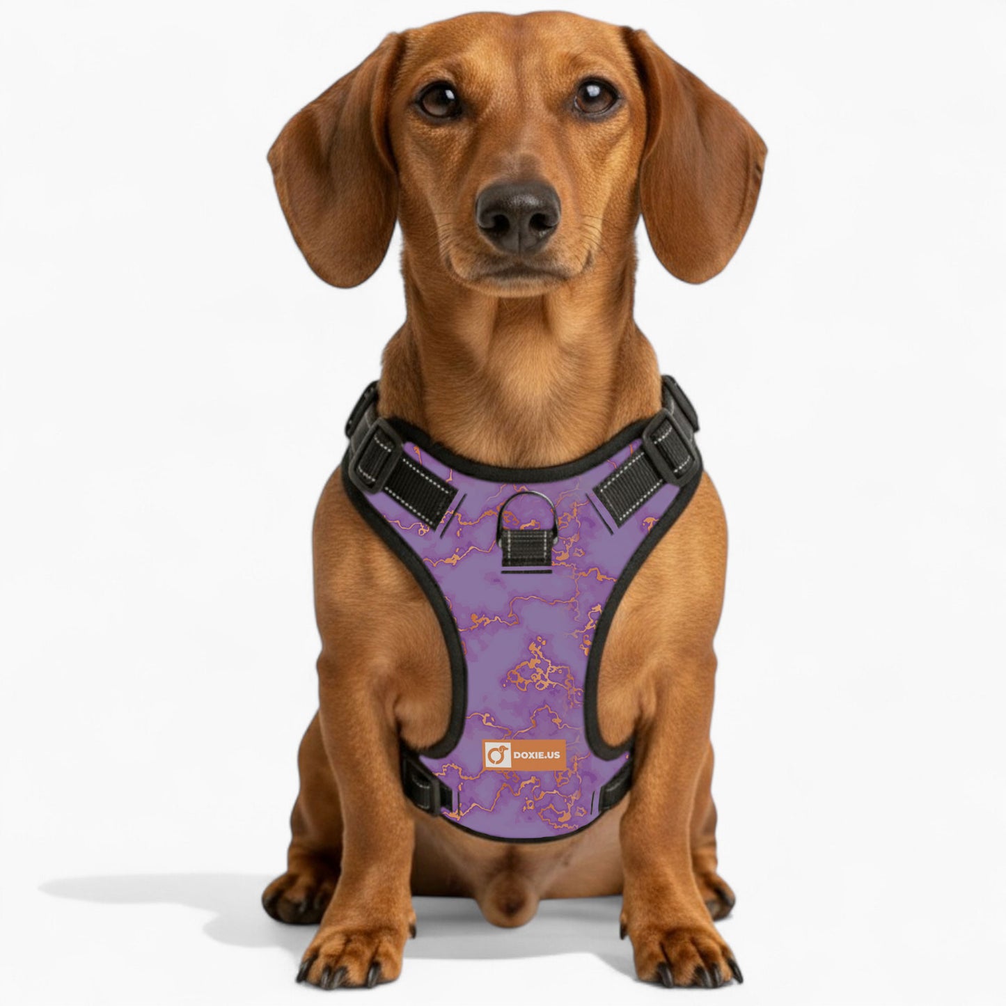 Buster - No-Pull Dachshund Dog Harness