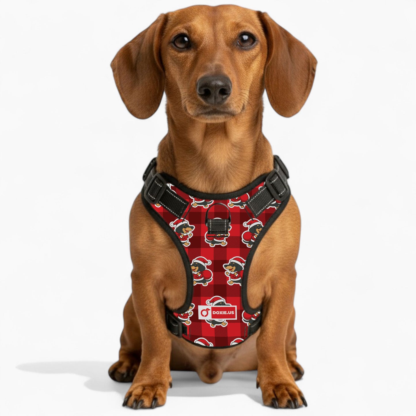 Tom - No-Pull Dachshund Dog Harness