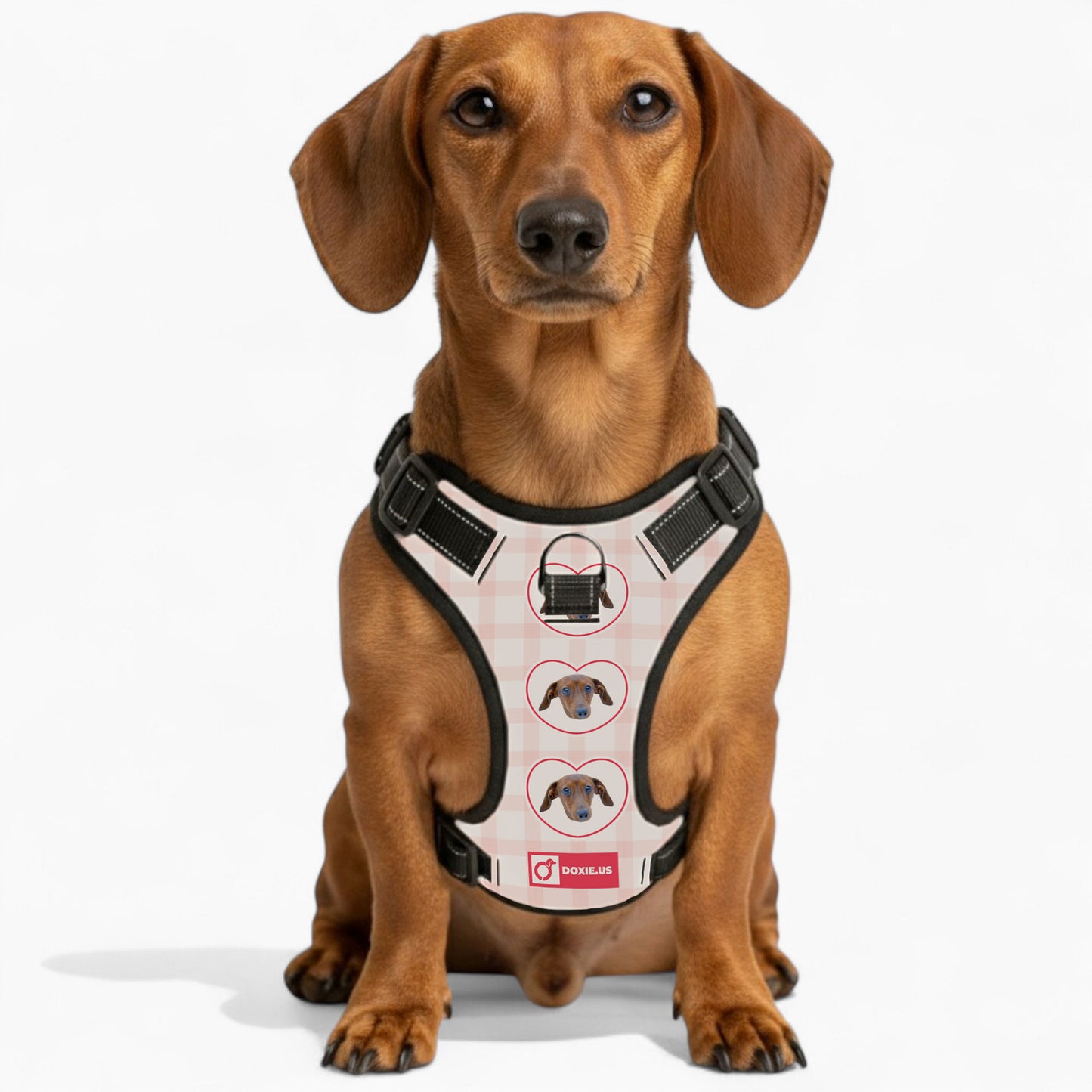Juno - Personalized No-Pull Dachshund Dog Harness
