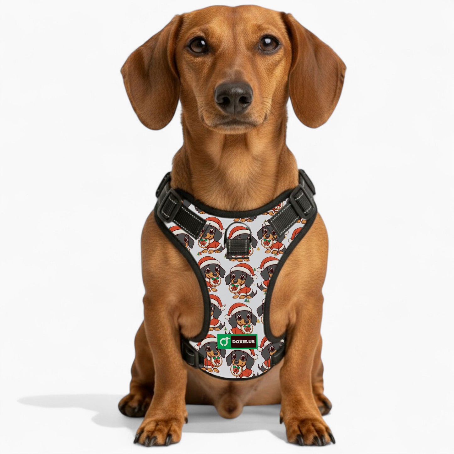 Kevin - No-Pull Dachshund Dog Harness