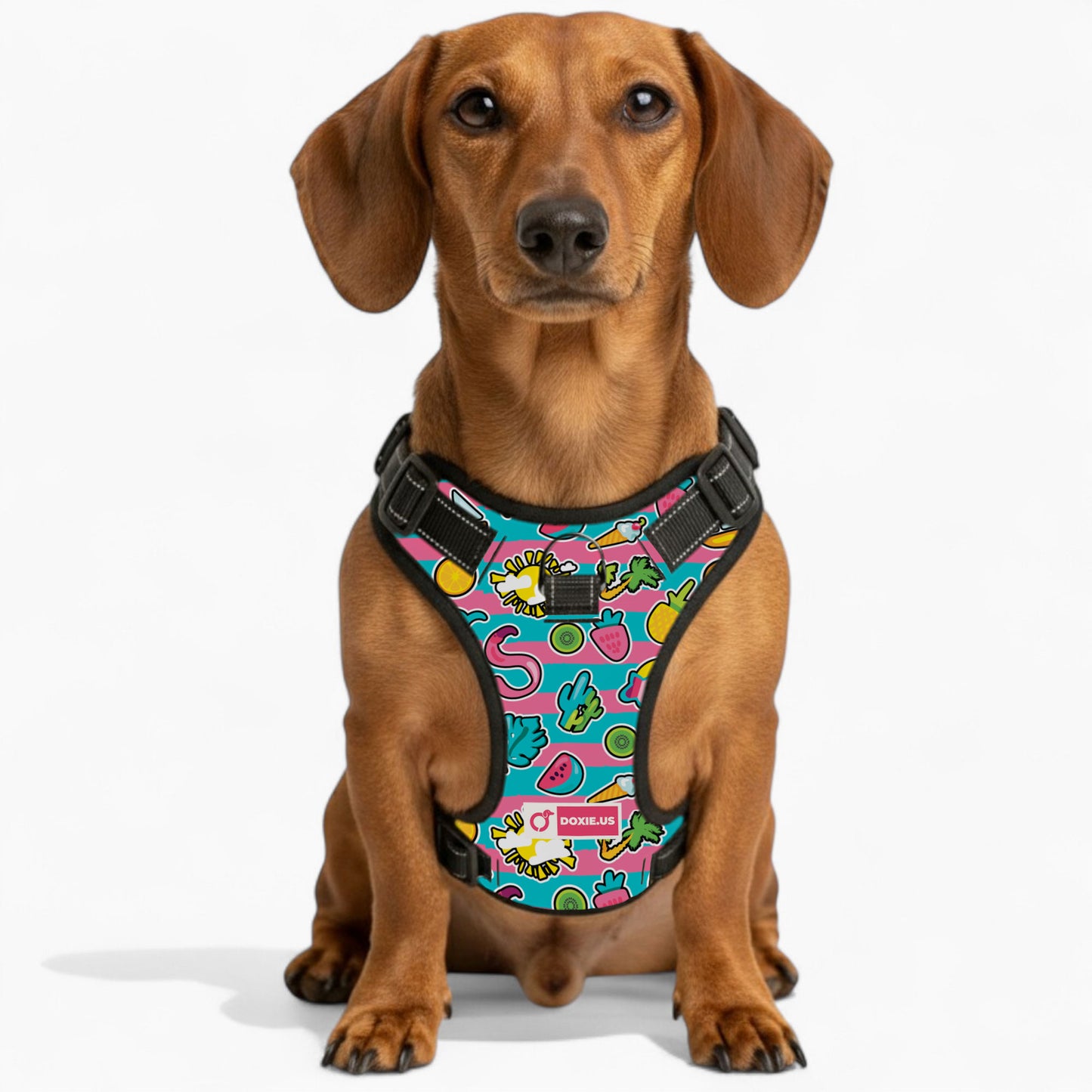 Franz - No-Pull Dachshund Dog Harness