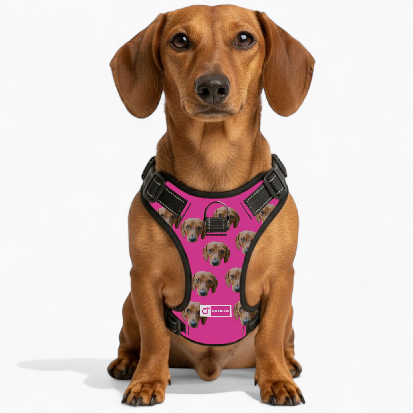 Gunner - Personalized No-Pull Dachshund Dog Harness