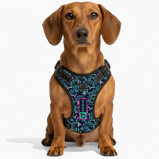 Sophie -  No-Pull Dachshund Dog Harness