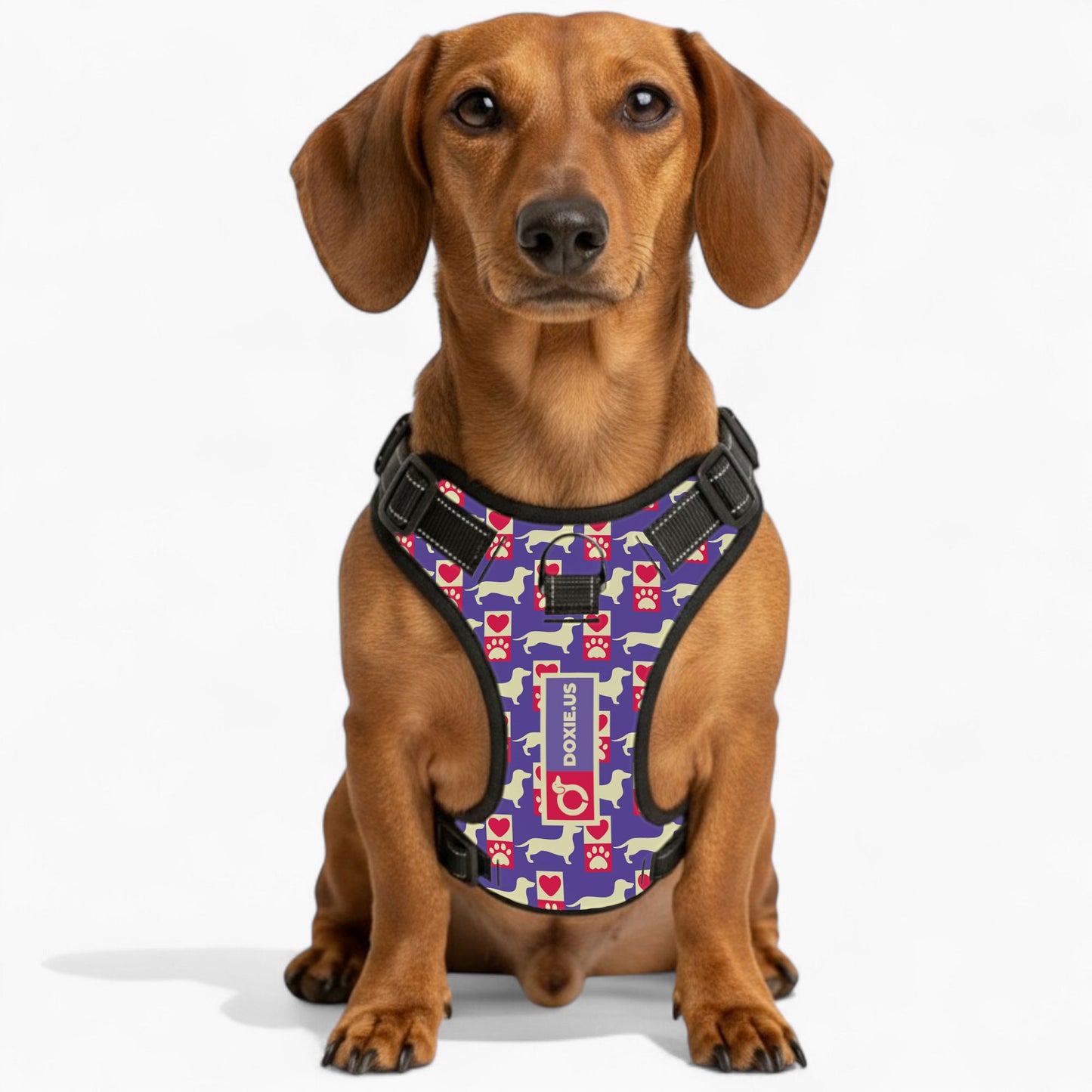 Bella - No-Pull Dachshund Dog Harness
