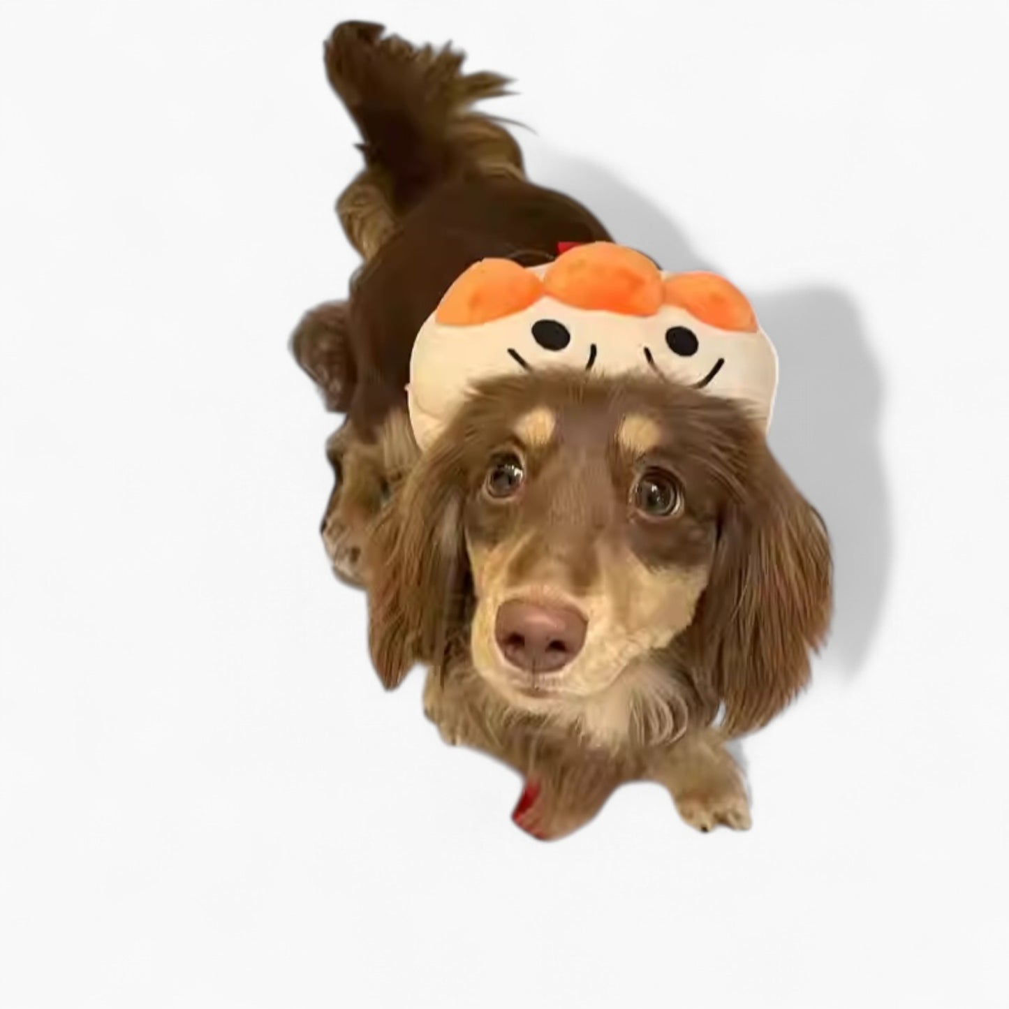 HarniBag-Dachshund-Backpack-Harness.jpg