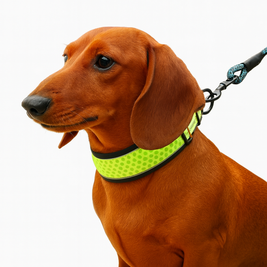 HexaPaw-Dachshund-Reflective-Collar.jpg
