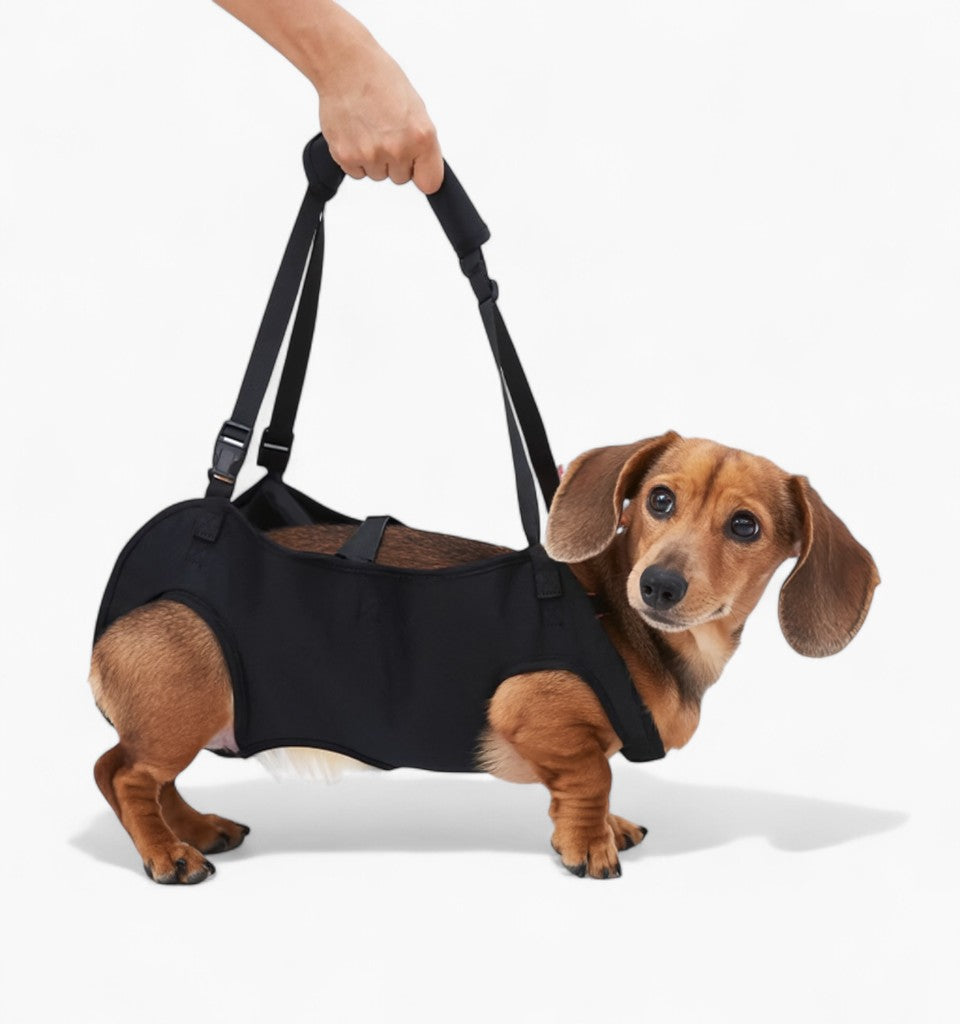 LiftEase-Dachshund-Support-Harness.jpg