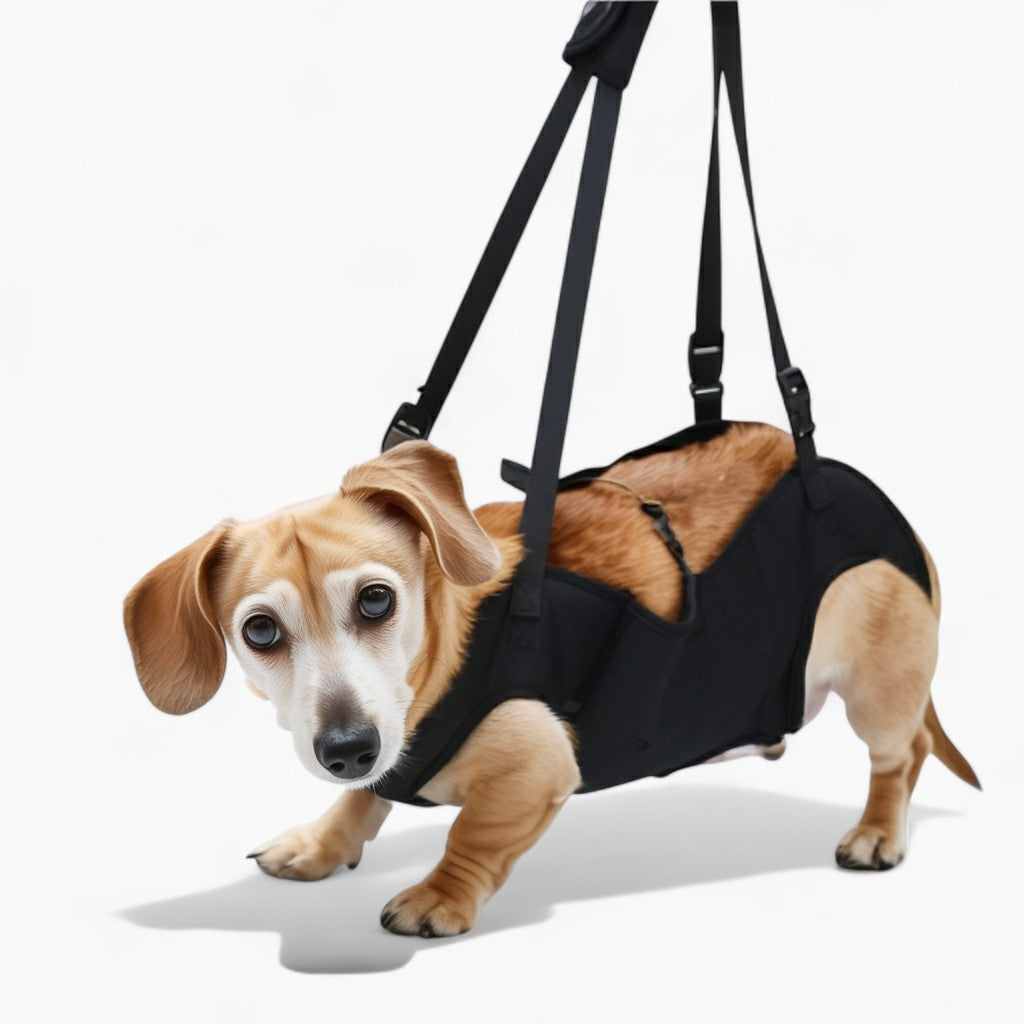 LiftEase-Dachshund-Support-Harness.jpg