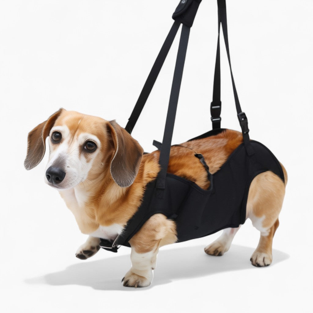 LiftEase-Dachshund-Support-Harness.jpg