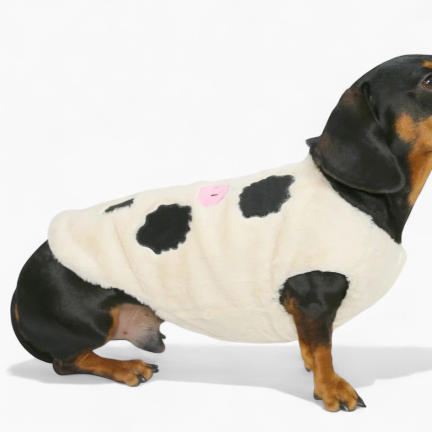 MooMutt-Dachshund-Winter-Hoodie.jpg
