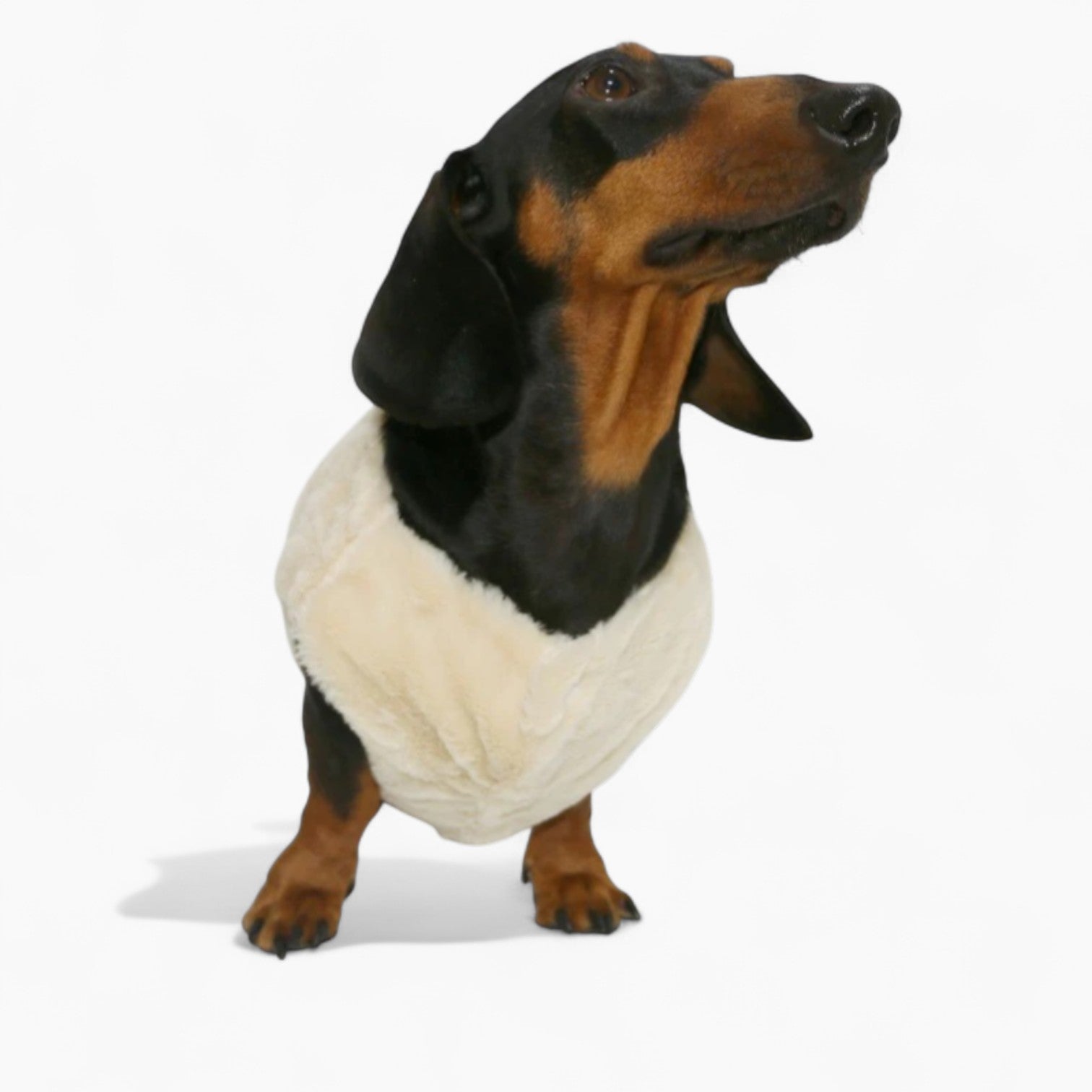 MooMutt-Dachshund-Winter-Hoodie.jpg
