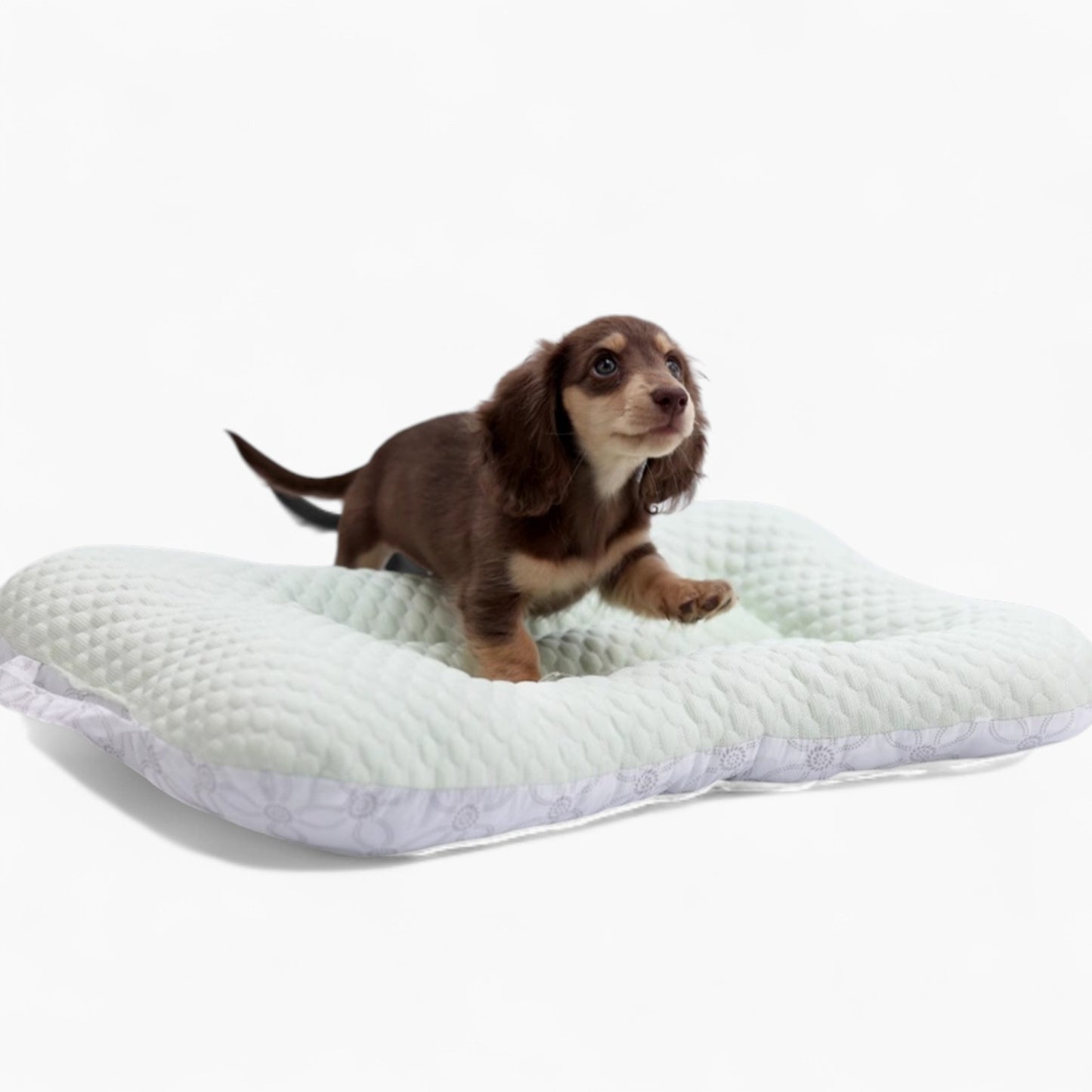 NipDox-Dachshund-Cooling-Pad.jpg