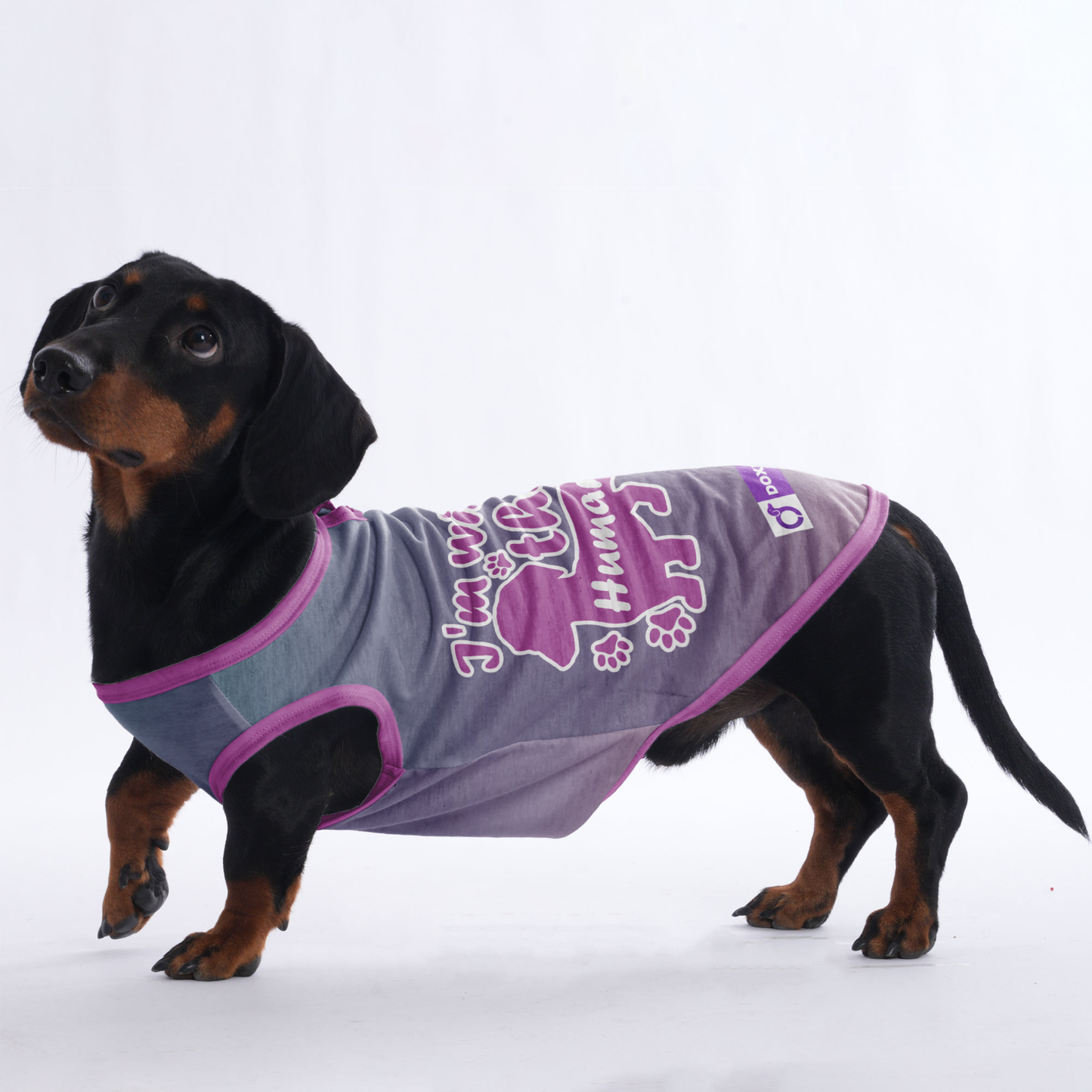 I'm with the human - Shirt for Dachshunds