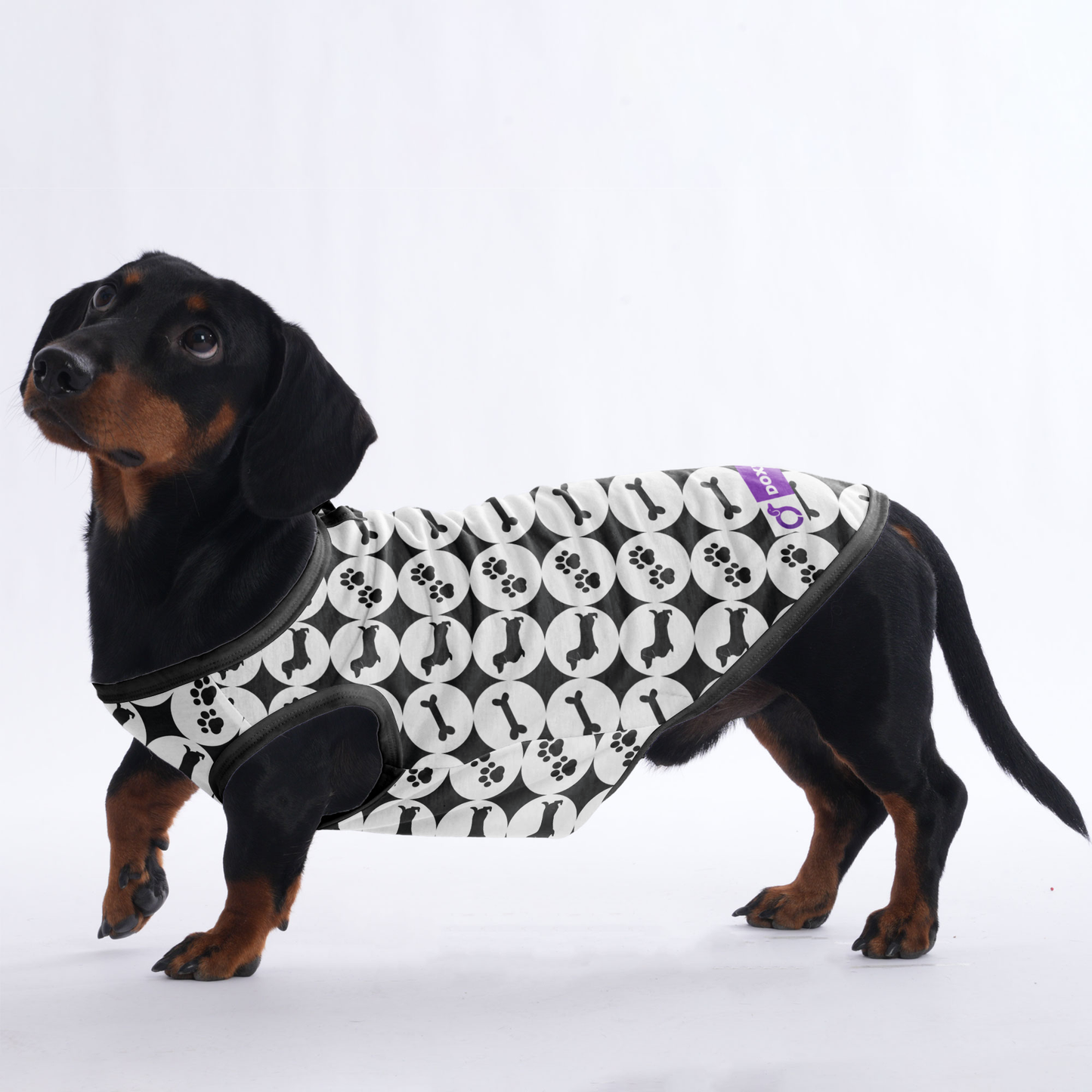 Jack - Shirt for Dachshunds