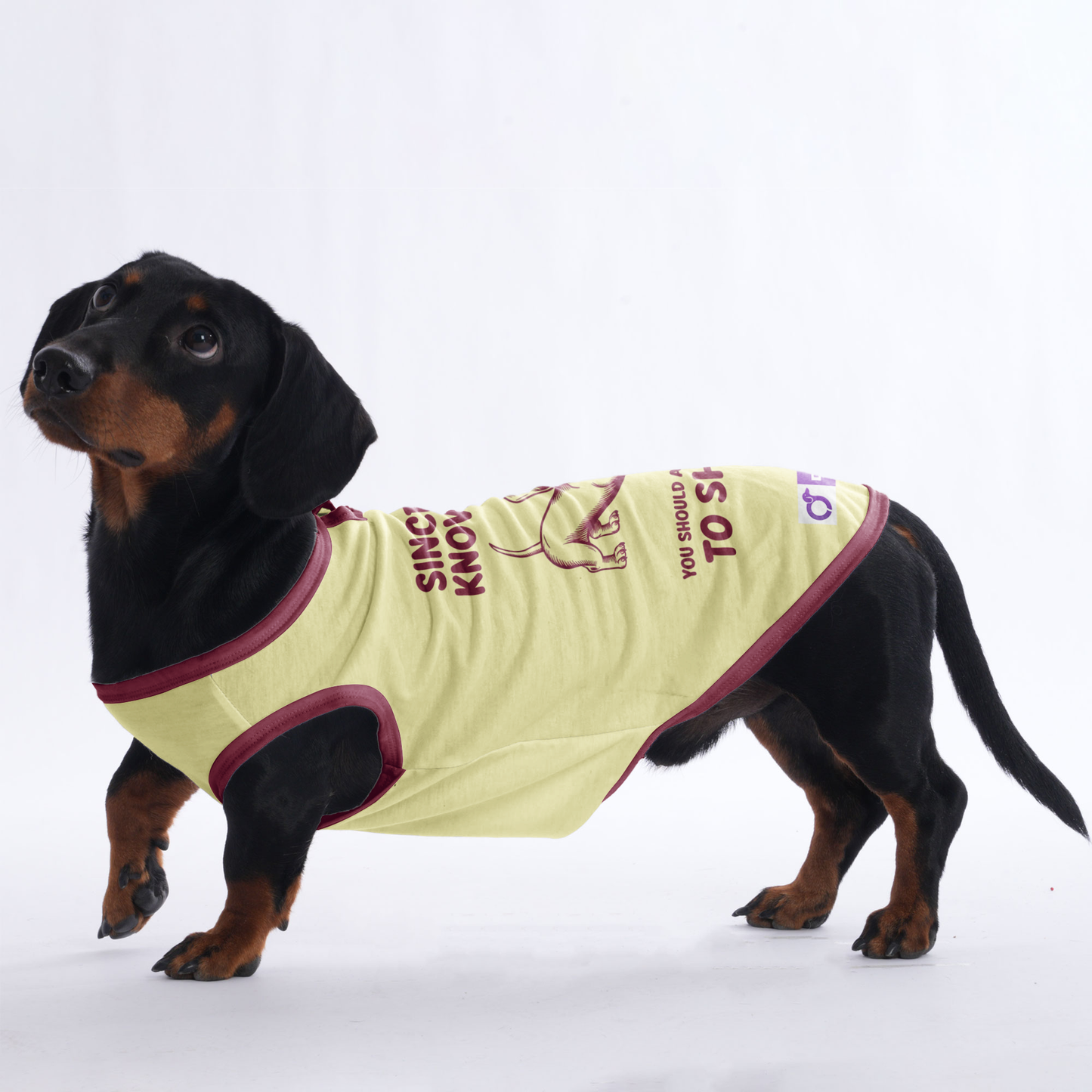 Zoey - Shirt for Dachshunds