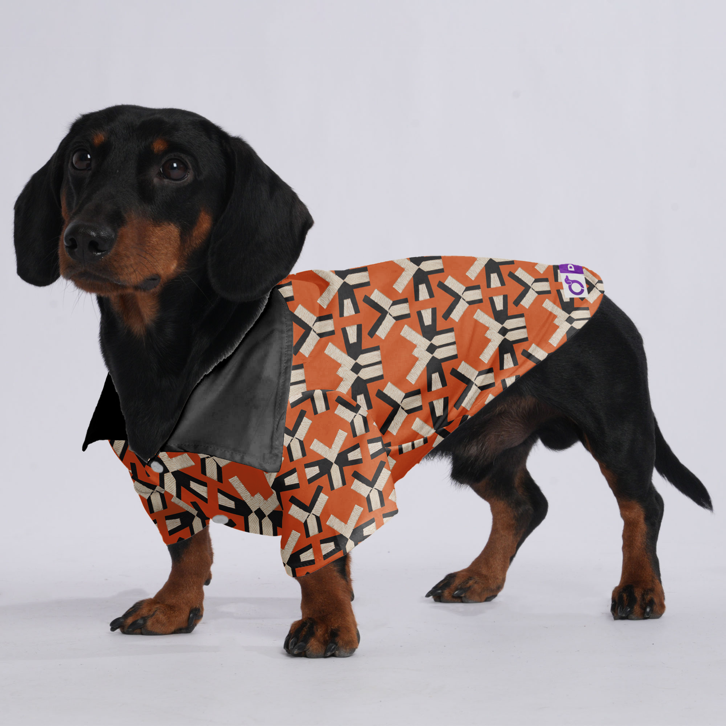Cookie - Hawaiian Shirt for Doxies