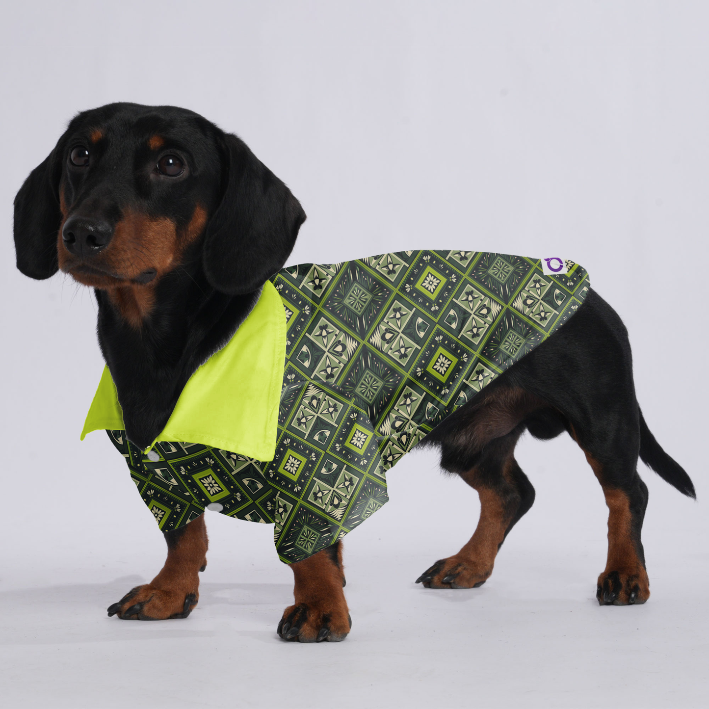 Jack - Hawaiian Shirt for Doxies