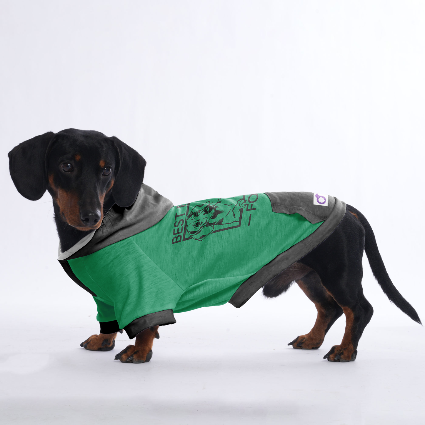 Teddy - Hoodies for Dachshunds