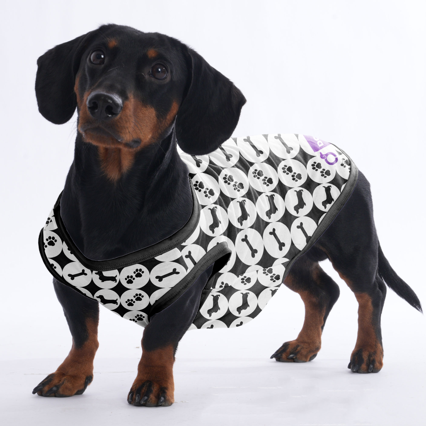 Jack - Shirt for Dachshunds
