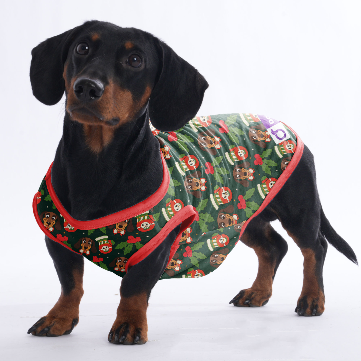Dexter - Shirt for Dachshunds