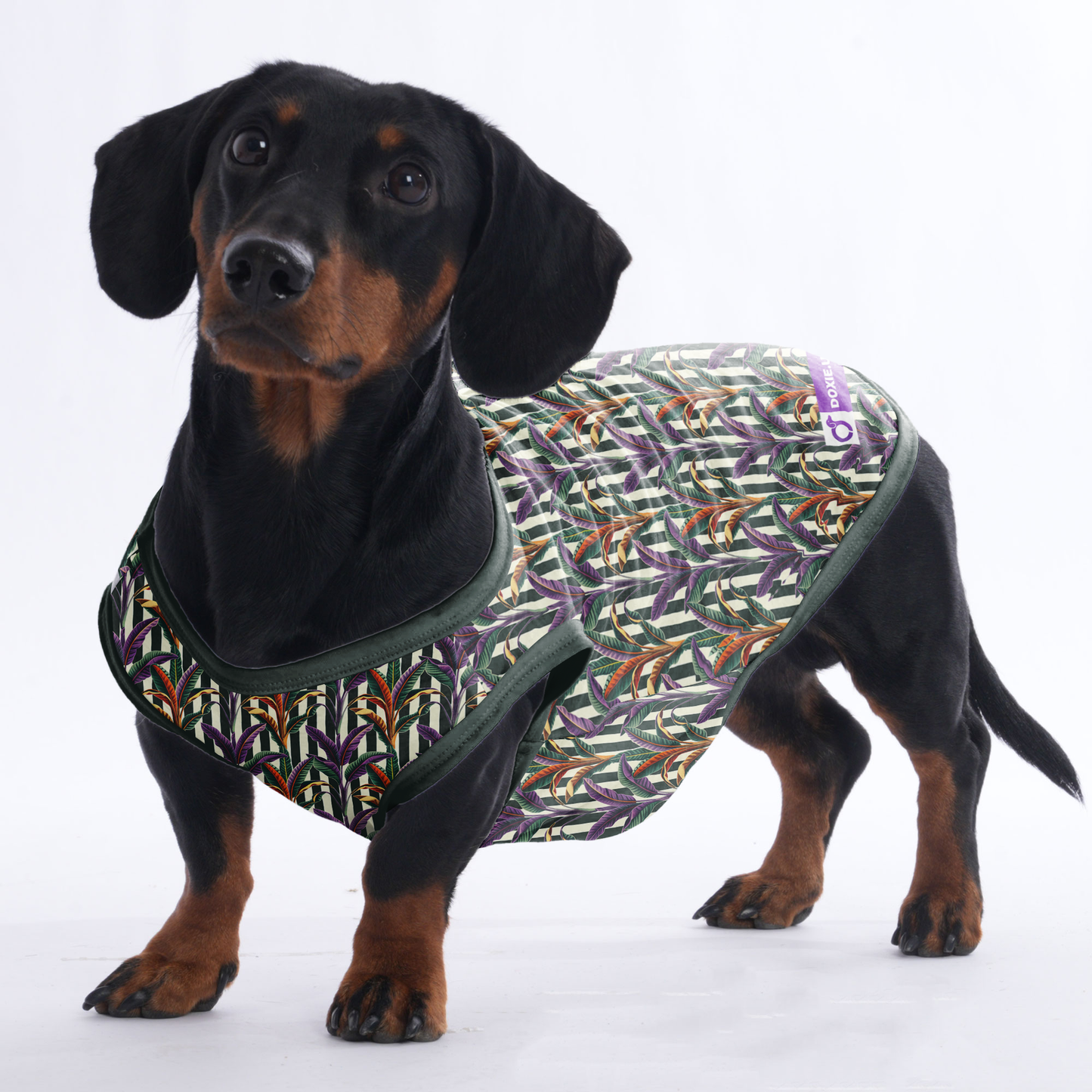 Poppy - Shirt for Dachshunds