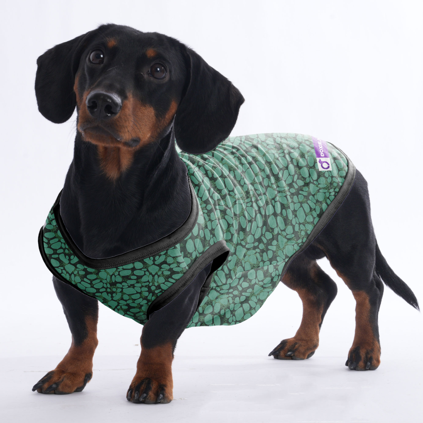Nala - Shirt for Dachshunds