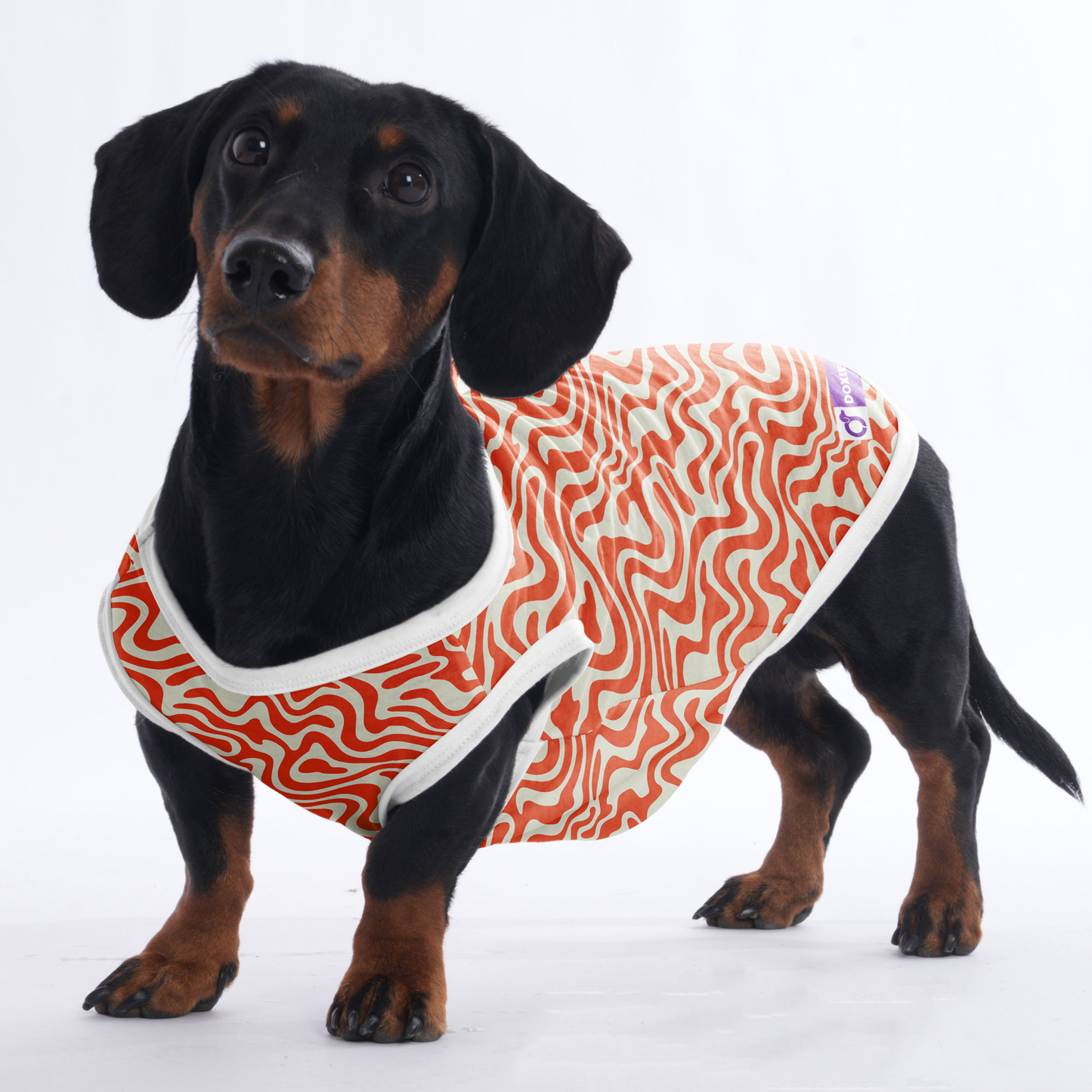 Finn - Shirt for Dachshunds