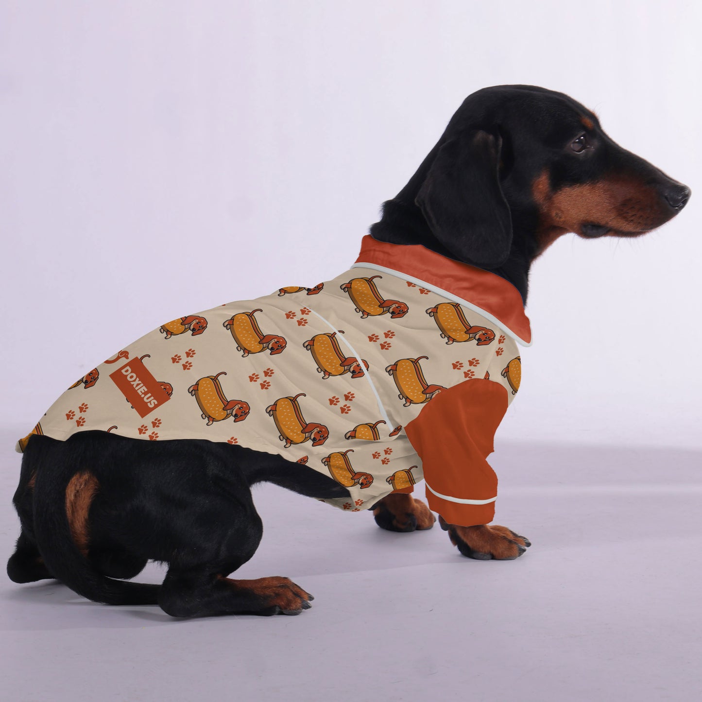 Pumpkin - Pajamas for Dachshund