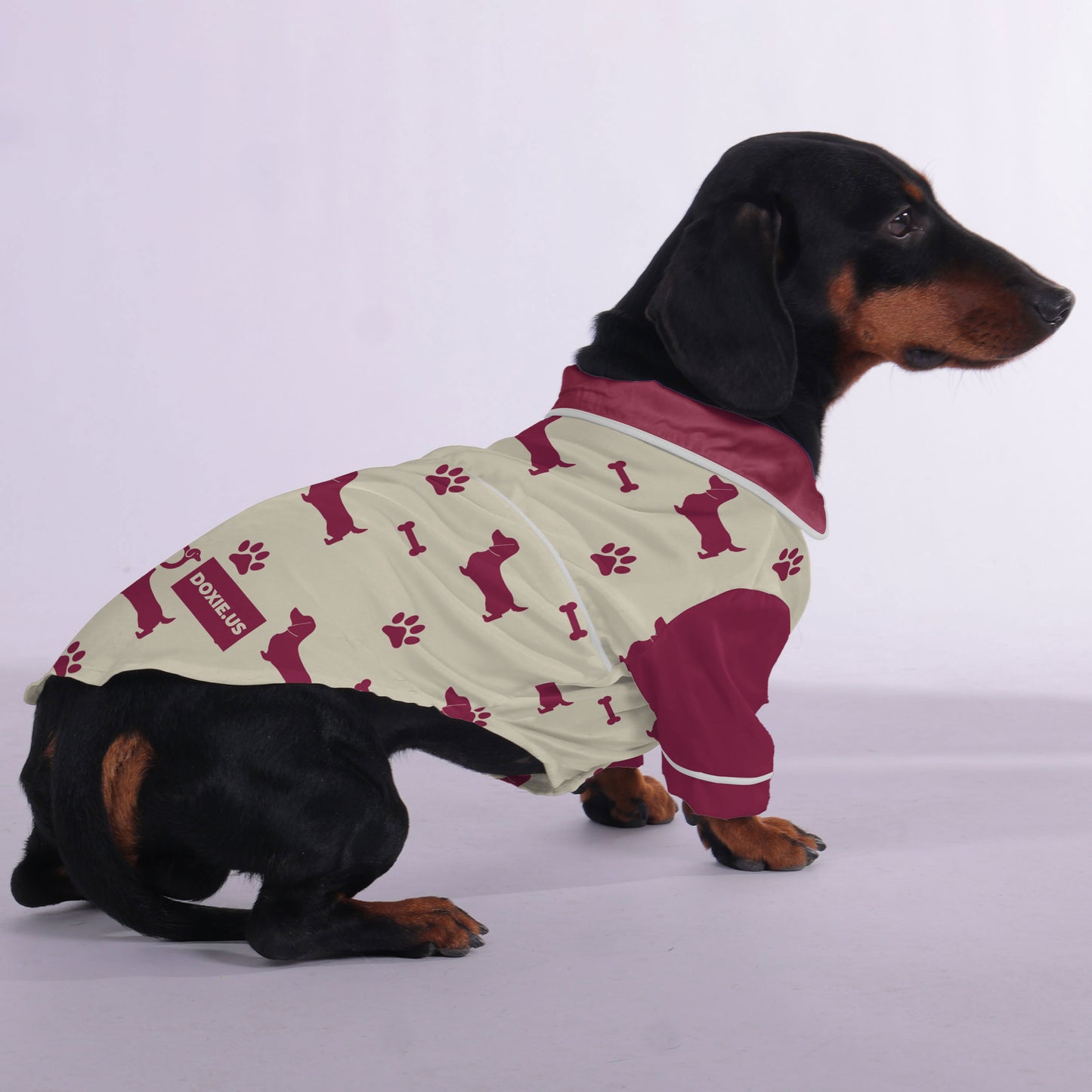 Winston - Pajamas for Dachshund