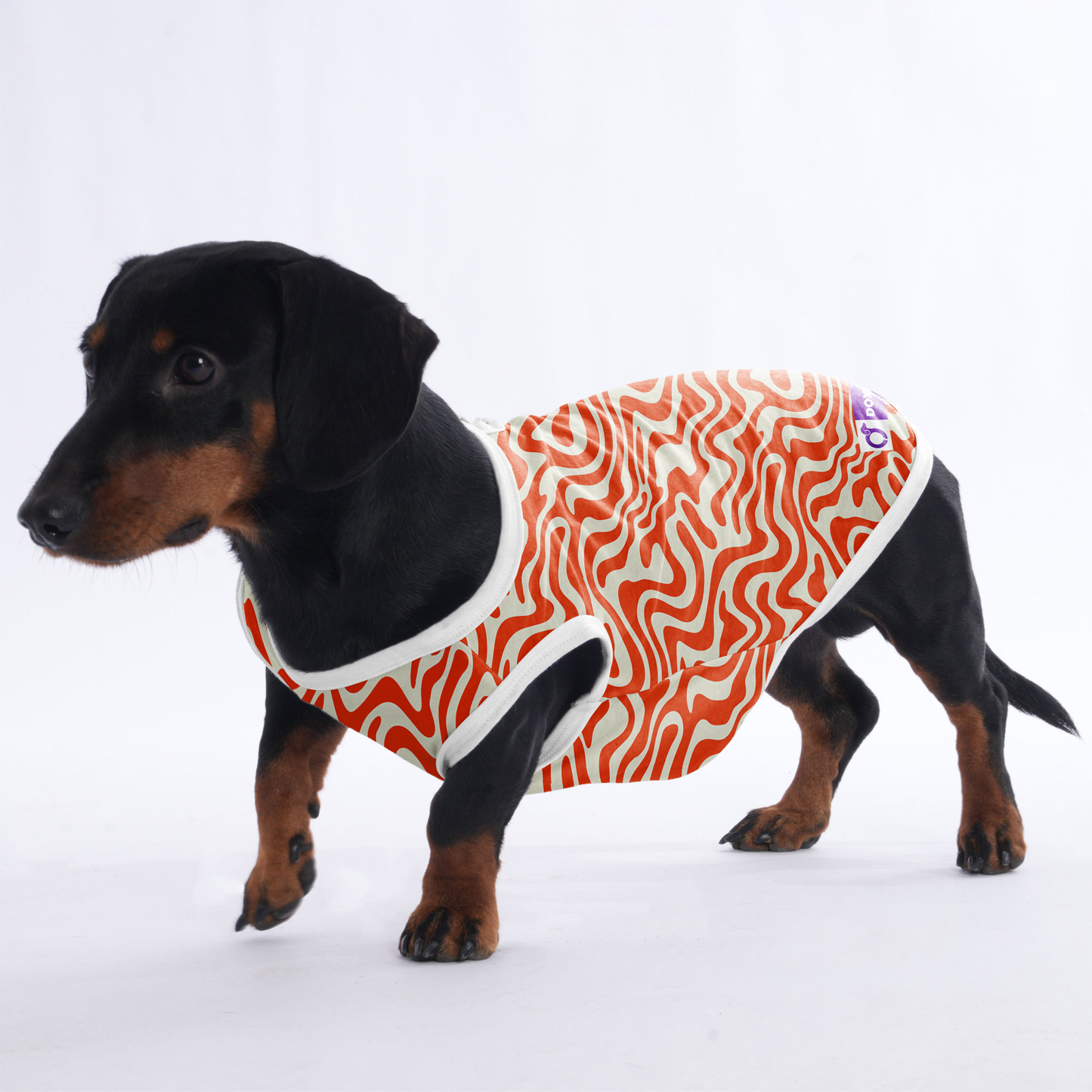 Finn - Shirt for Dachshunds