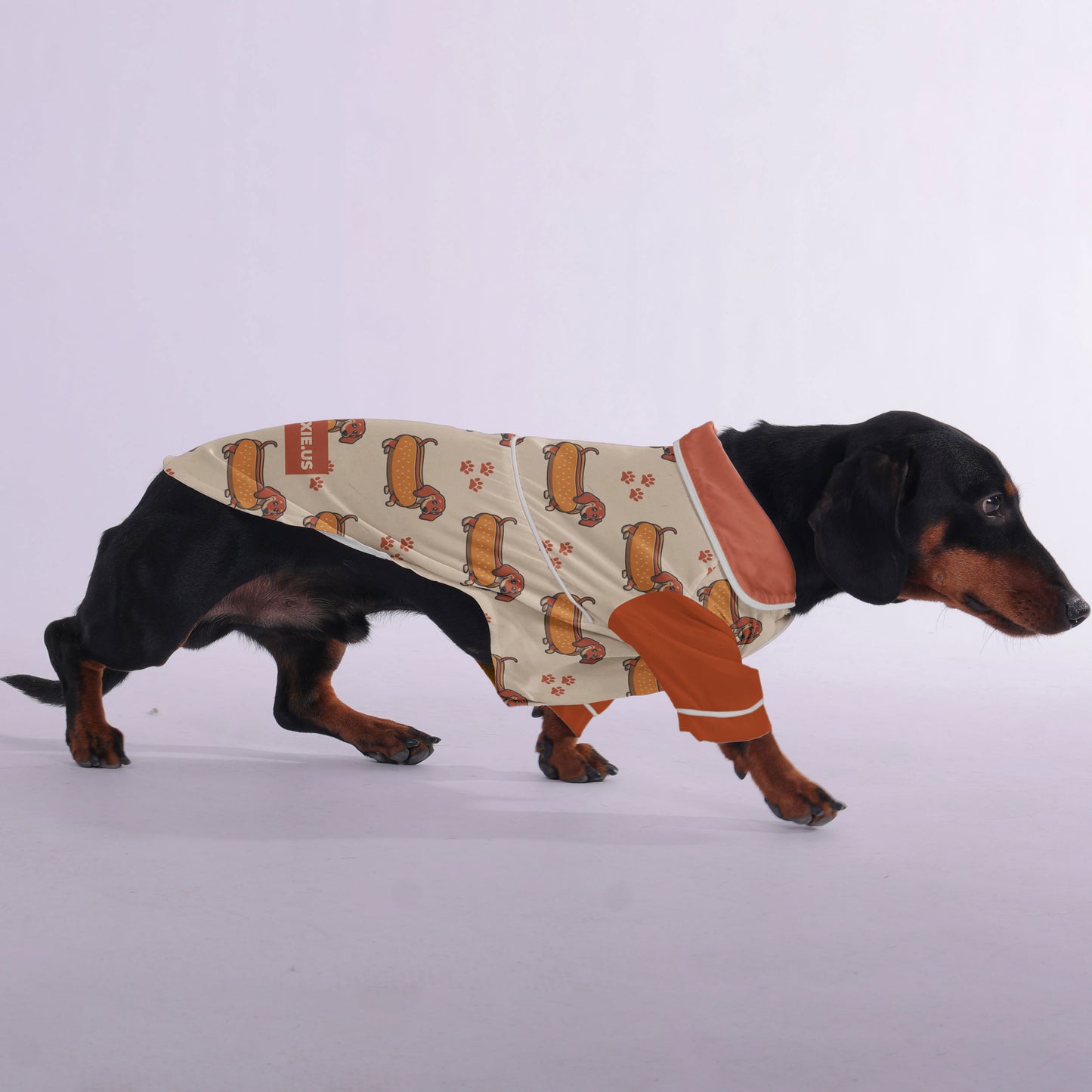 Pumpkin - Pajamas for Dachshund