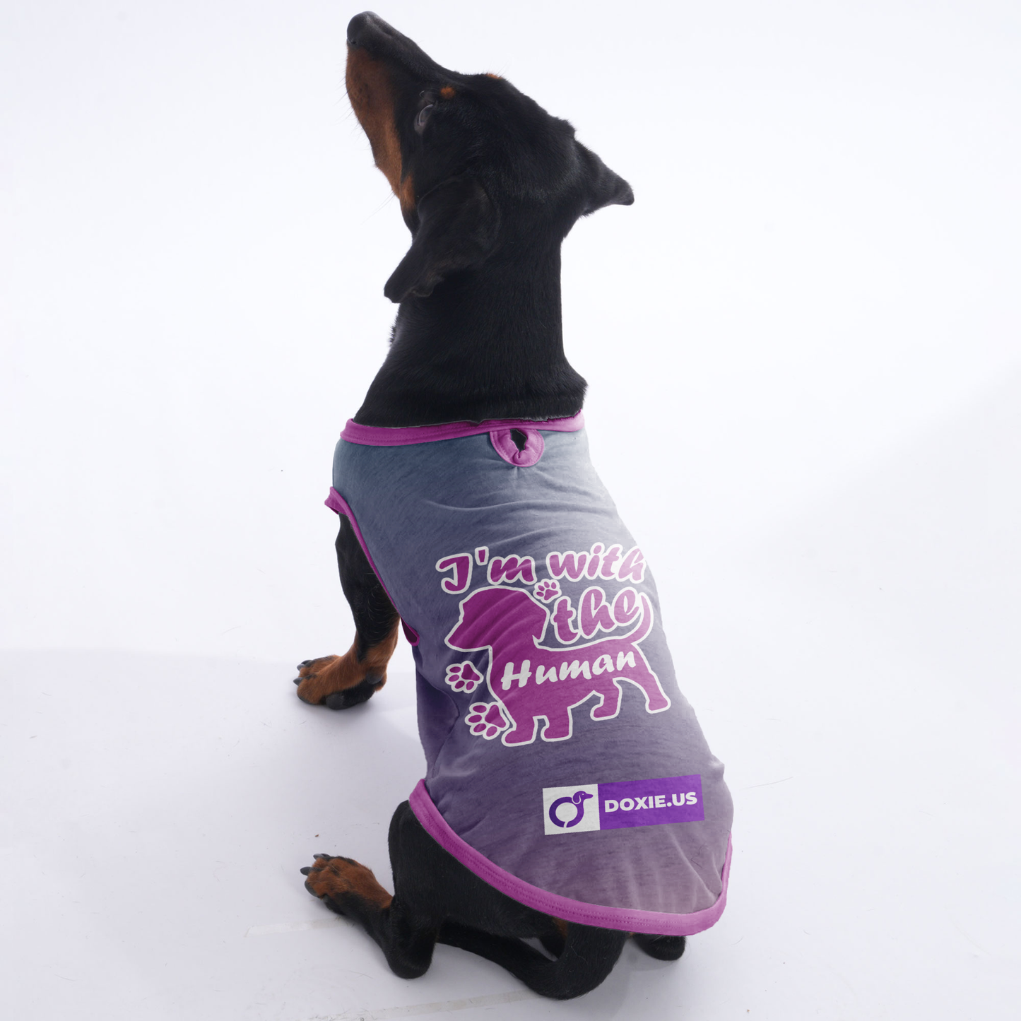 I'm with the human - Shirt for Dachshunds