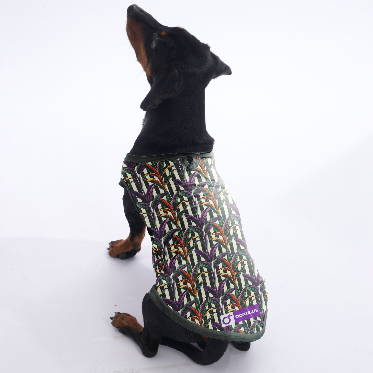 Poppy - Shirt for Dachshunds
