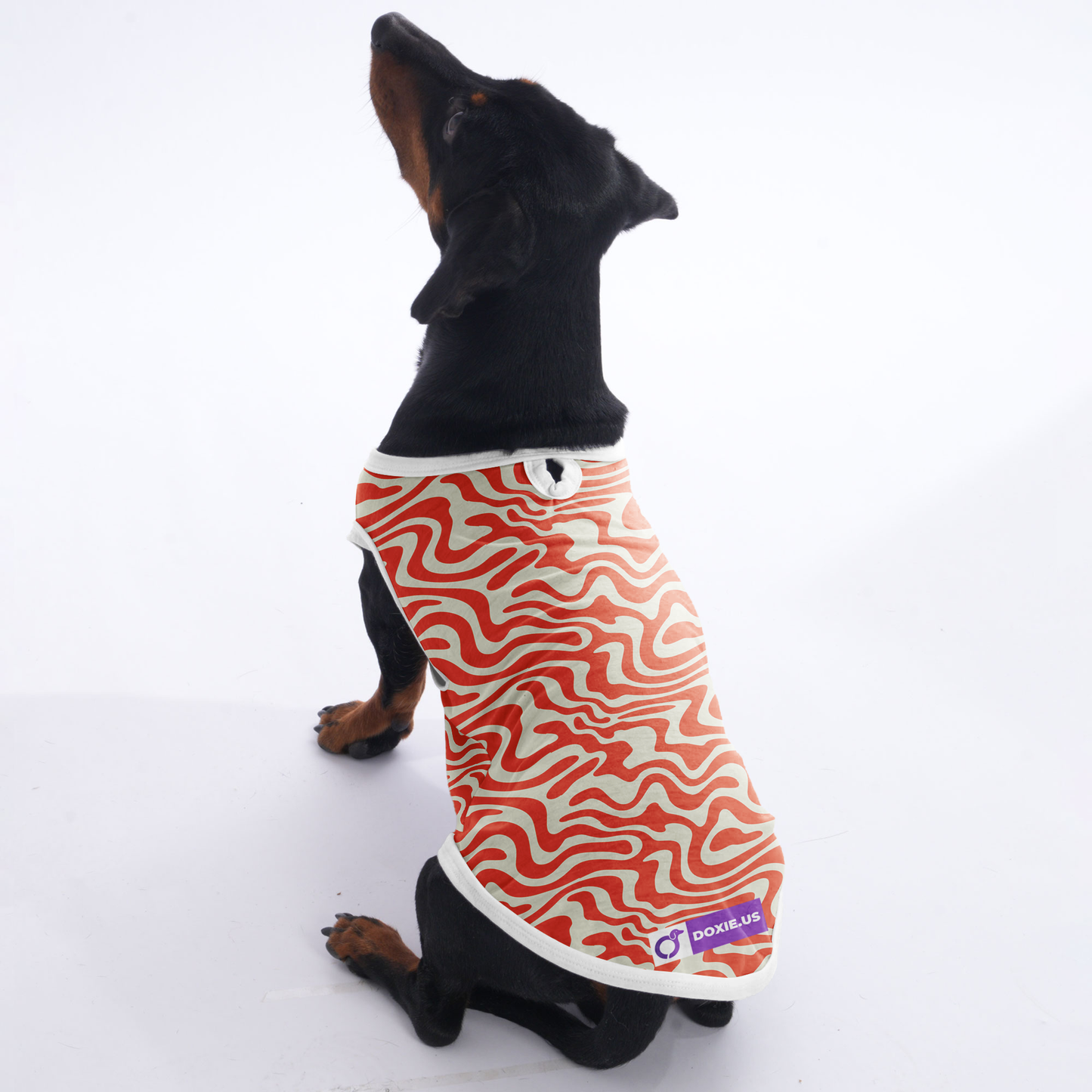 Finn - Shirt for Dachshunds