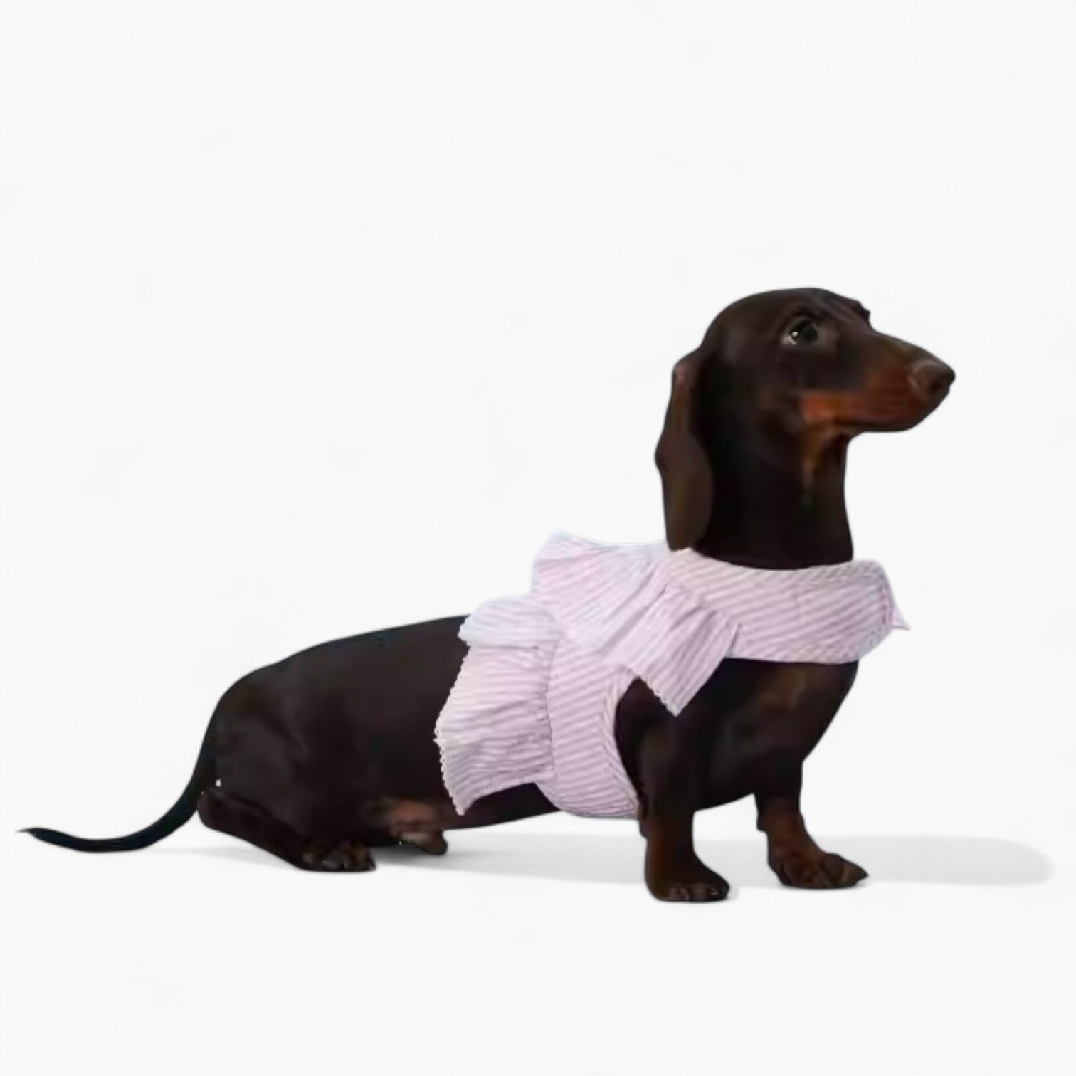 PawPet-Dachshund-Lace-Ruffle-Harness.jpg