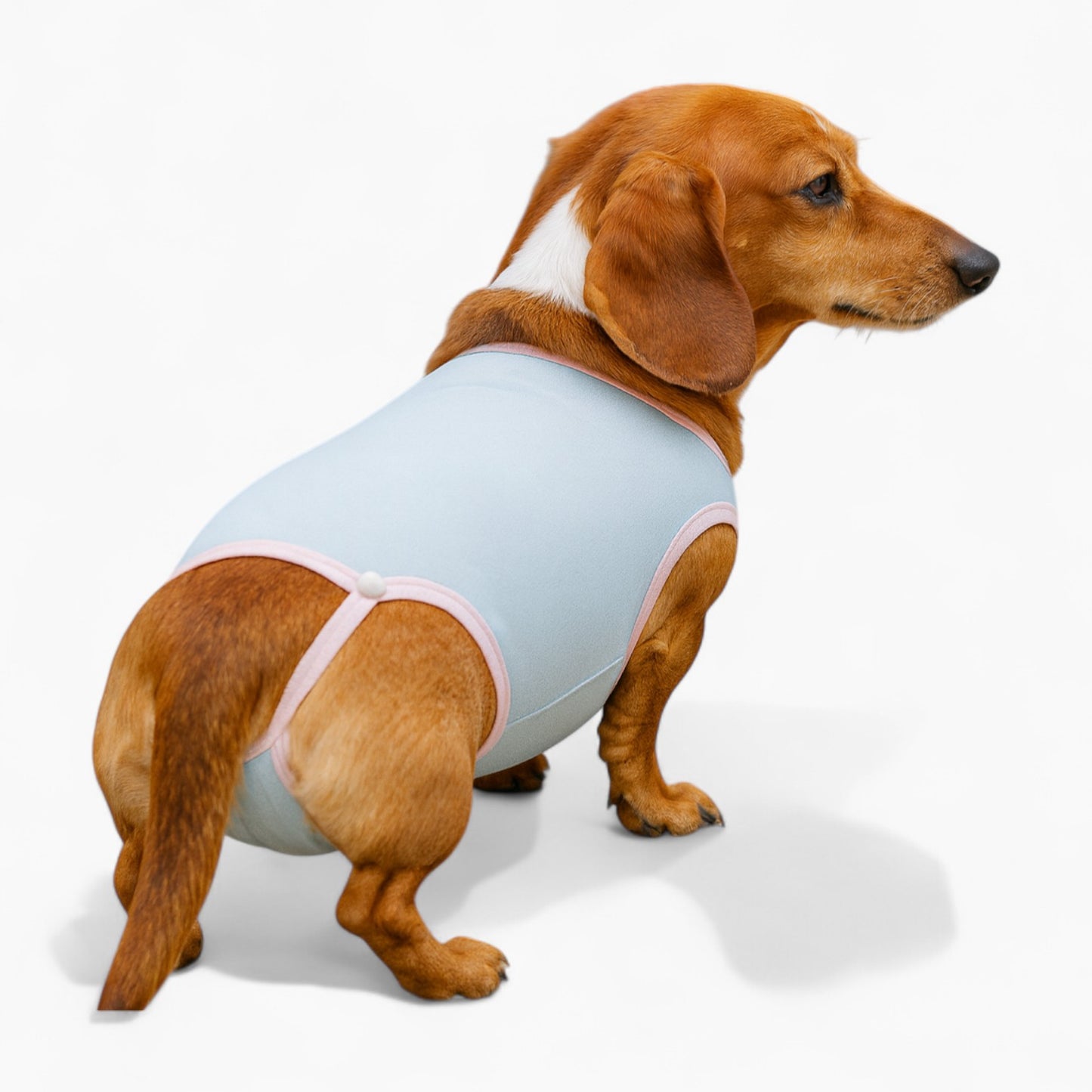 Pawvera-Dachshund-Female-Pants.jpg