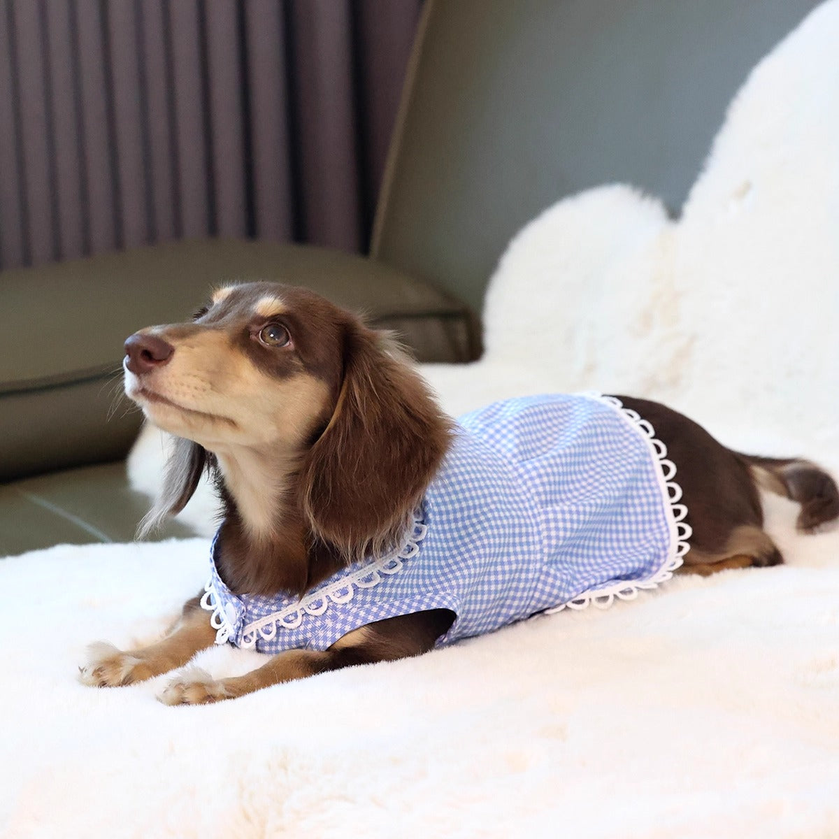 PlaidCharm-Dachshund -Summer-Dress.jpg