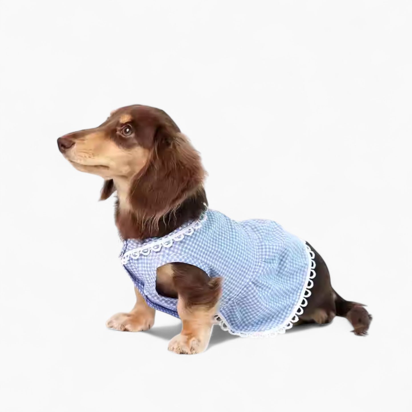 PlaidCharm-Dachshund -Summer-Dress.jpg