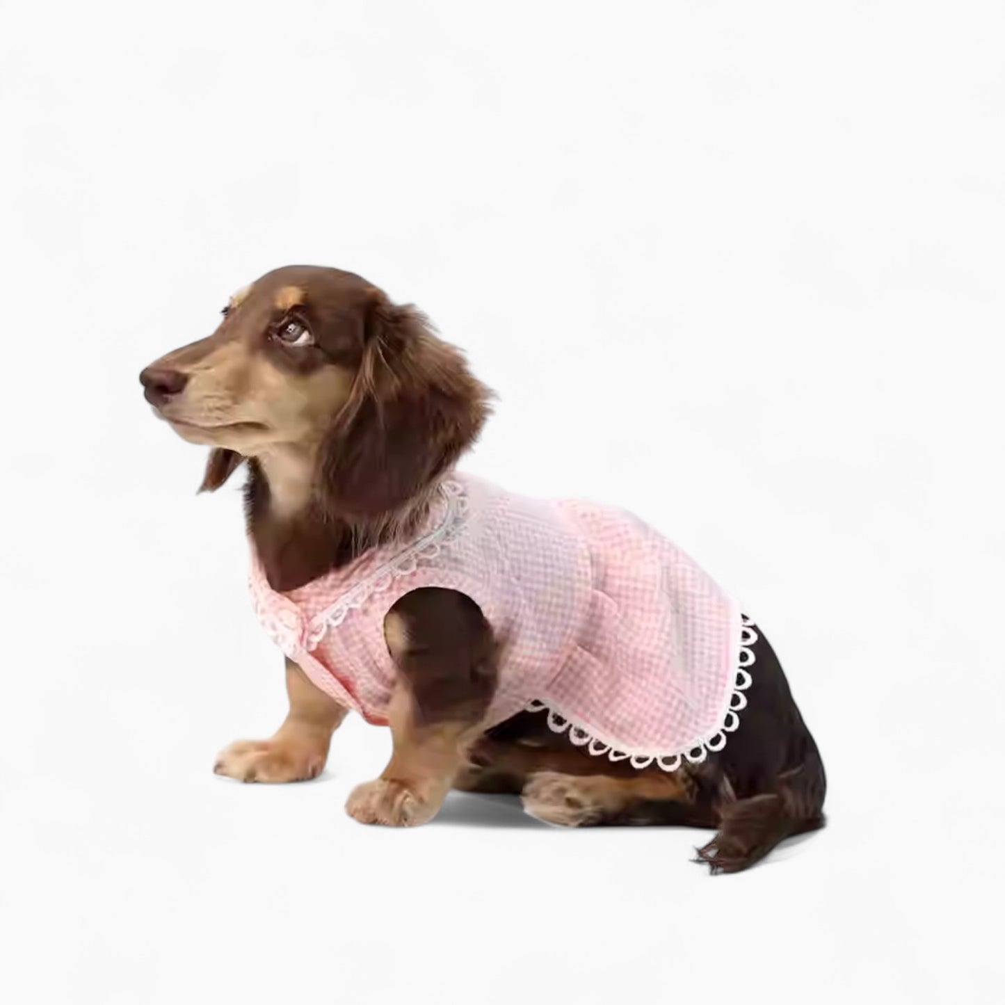 PlaidCharm-Dachshund -Summer-Dress.jpg