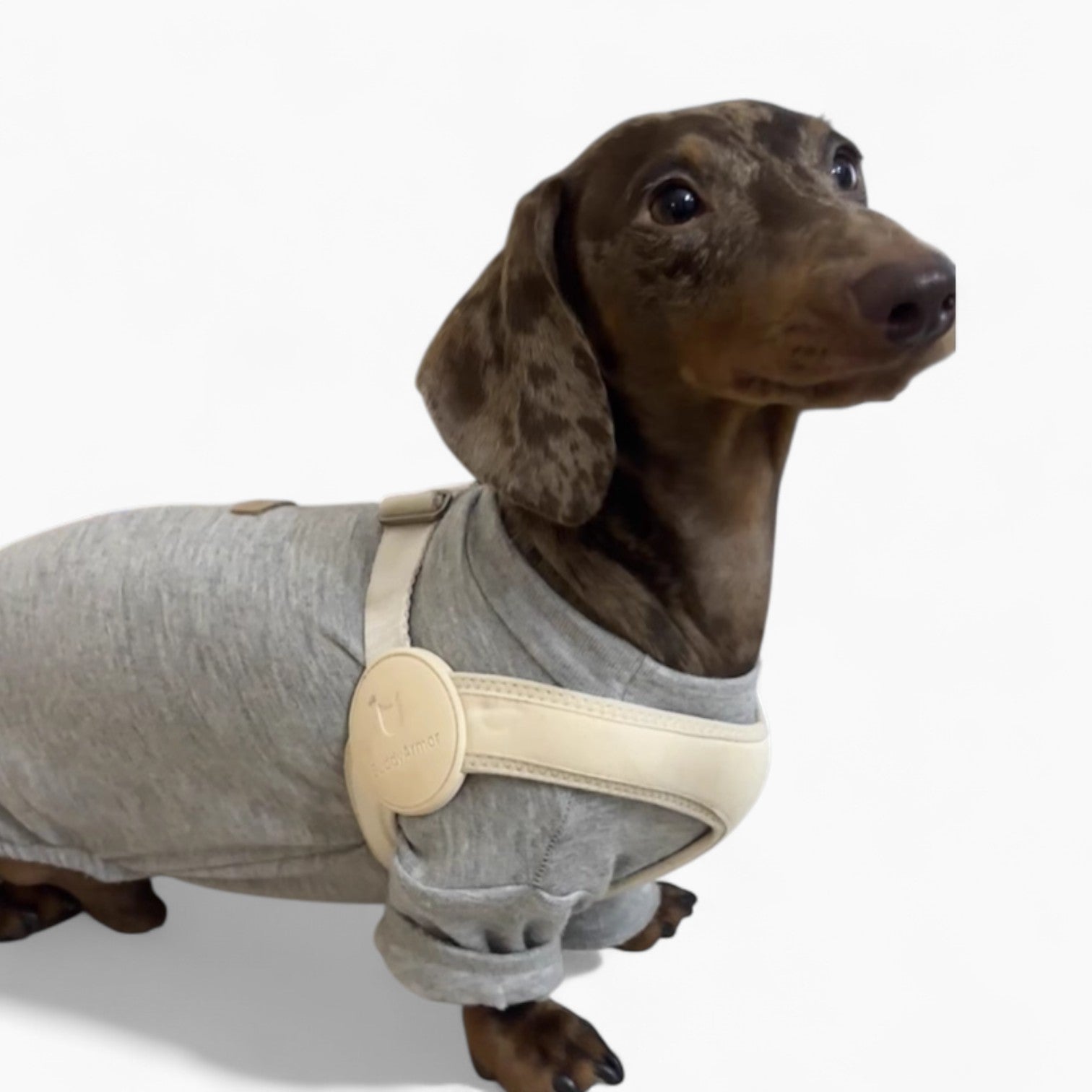 SoftFit-Dachshund-Harness-and-Leash.jpg