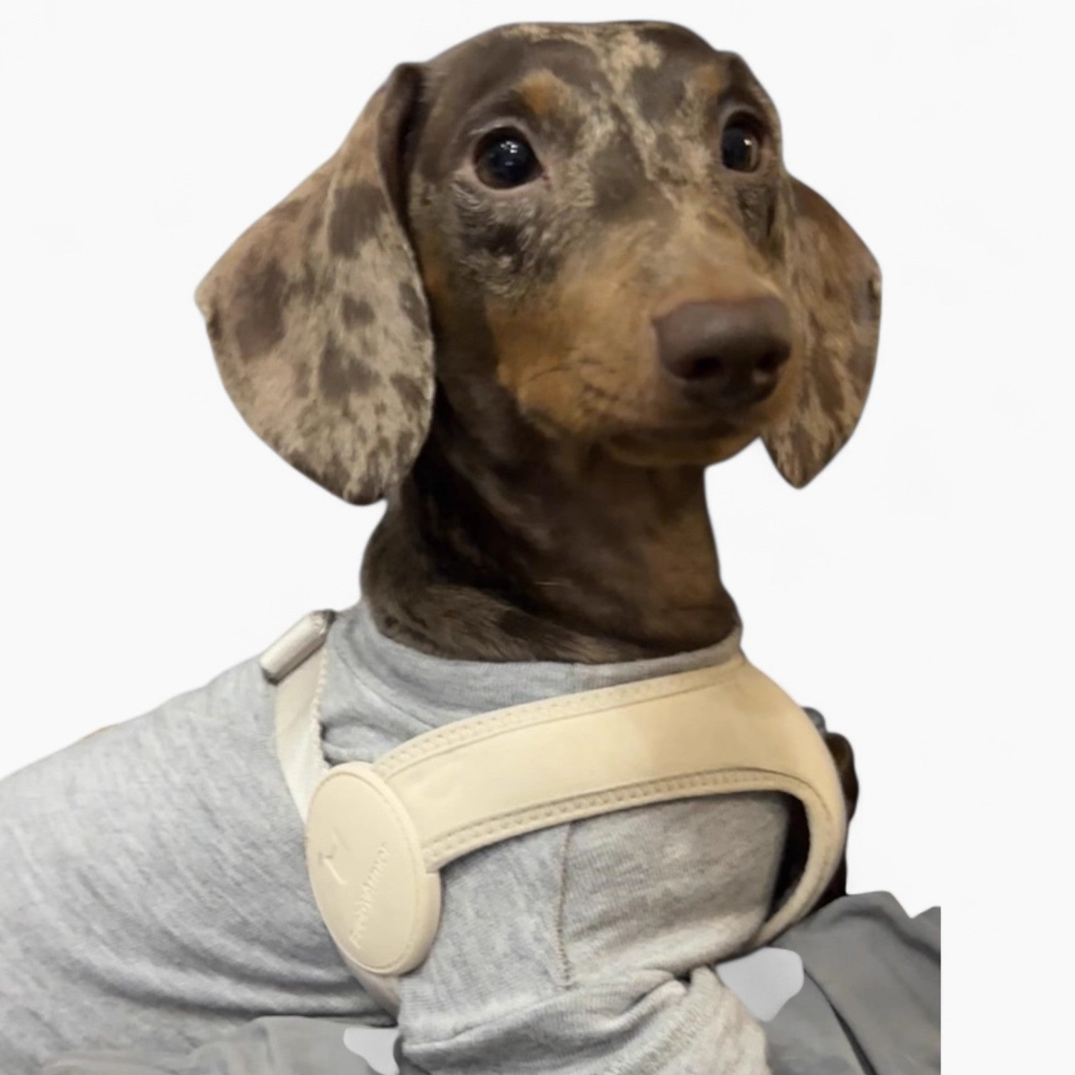 SoftFit-Dachshund-Harness-and-Leash.jpg