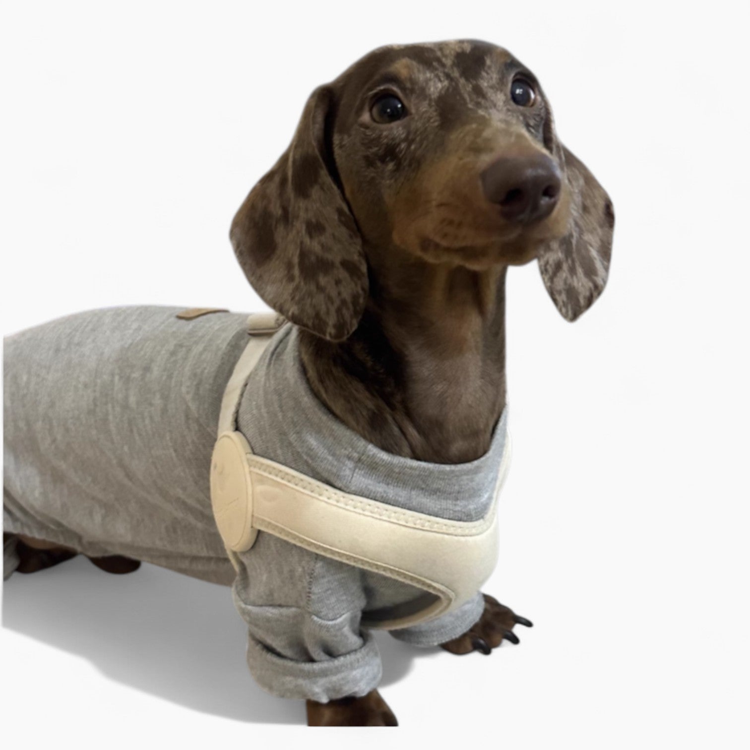SoftFit-Dachshund-Harness-and-Leash.jpg