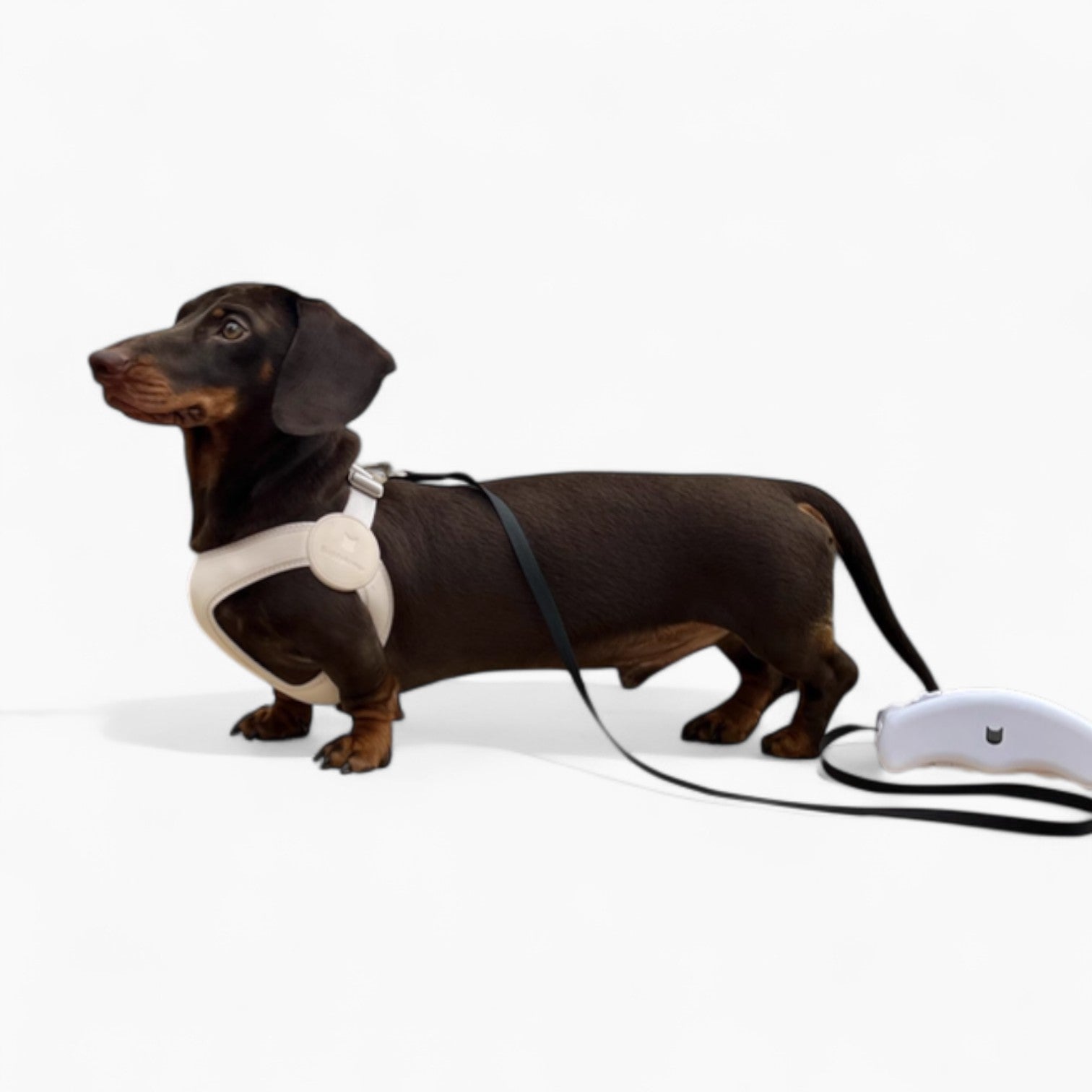 SoftFit-Dachshund-Harness-and-Leash.jpg