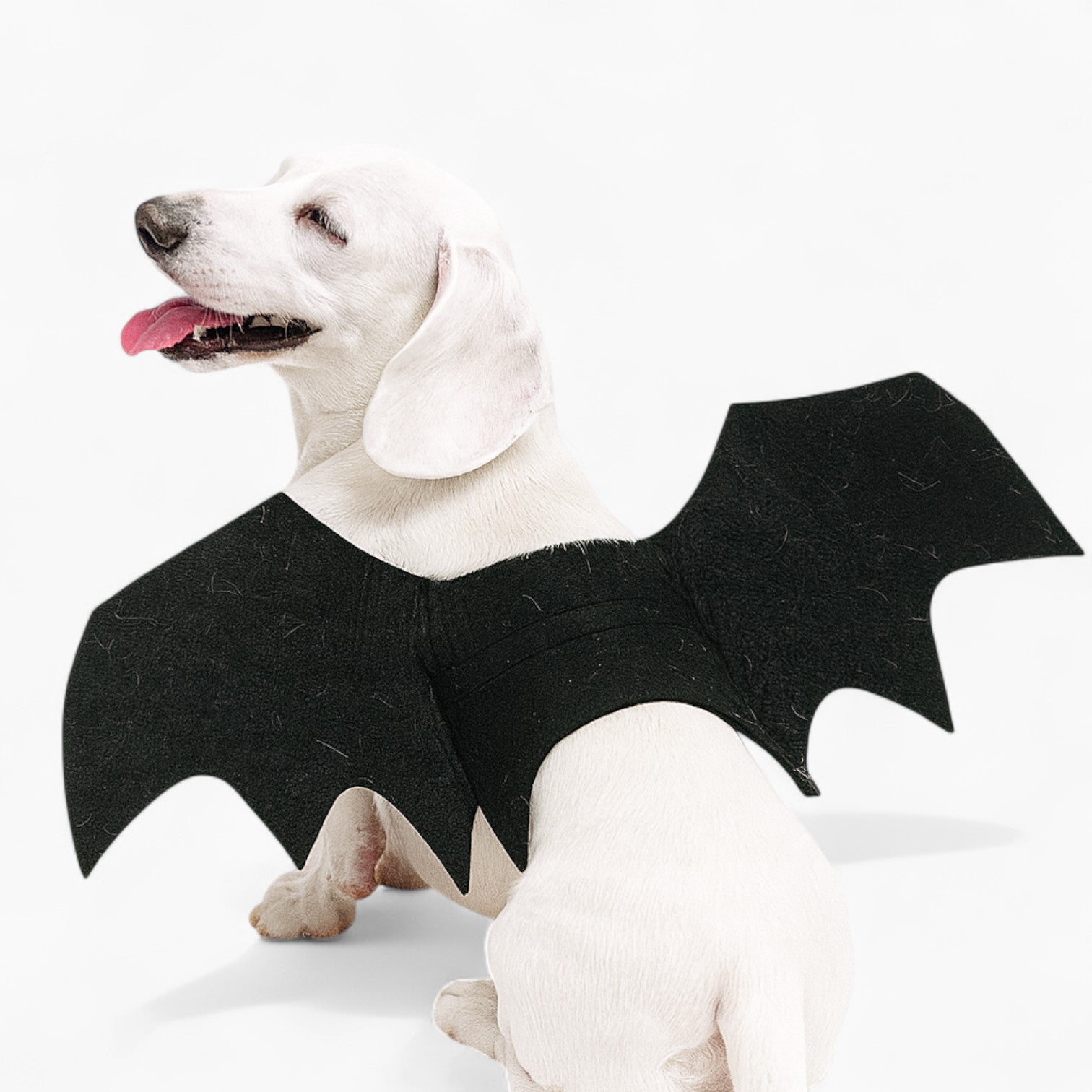 SpookyPaws-Dachshund-Bat-Wings.jpg