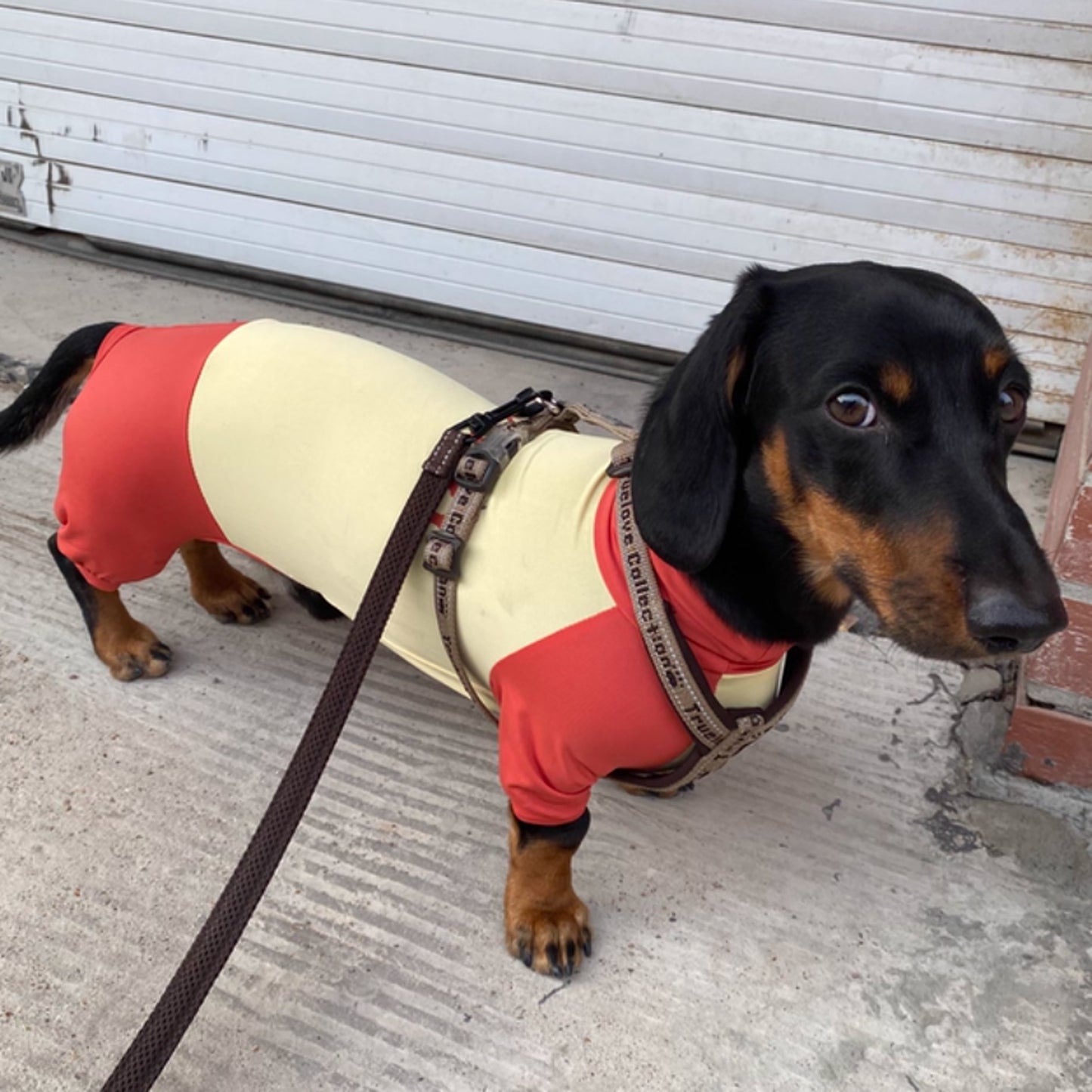 SunPup-Dachshund-Summer-Jumpsuit.jpg