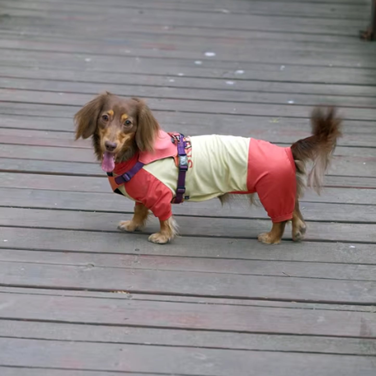 SunPup-Dachshund-Summer-Jumpsuit.jpg