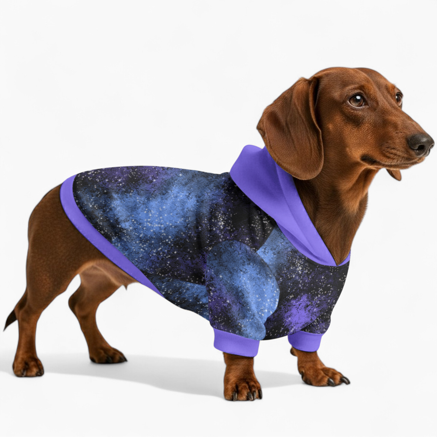 Goldie - Dachshund hoodie